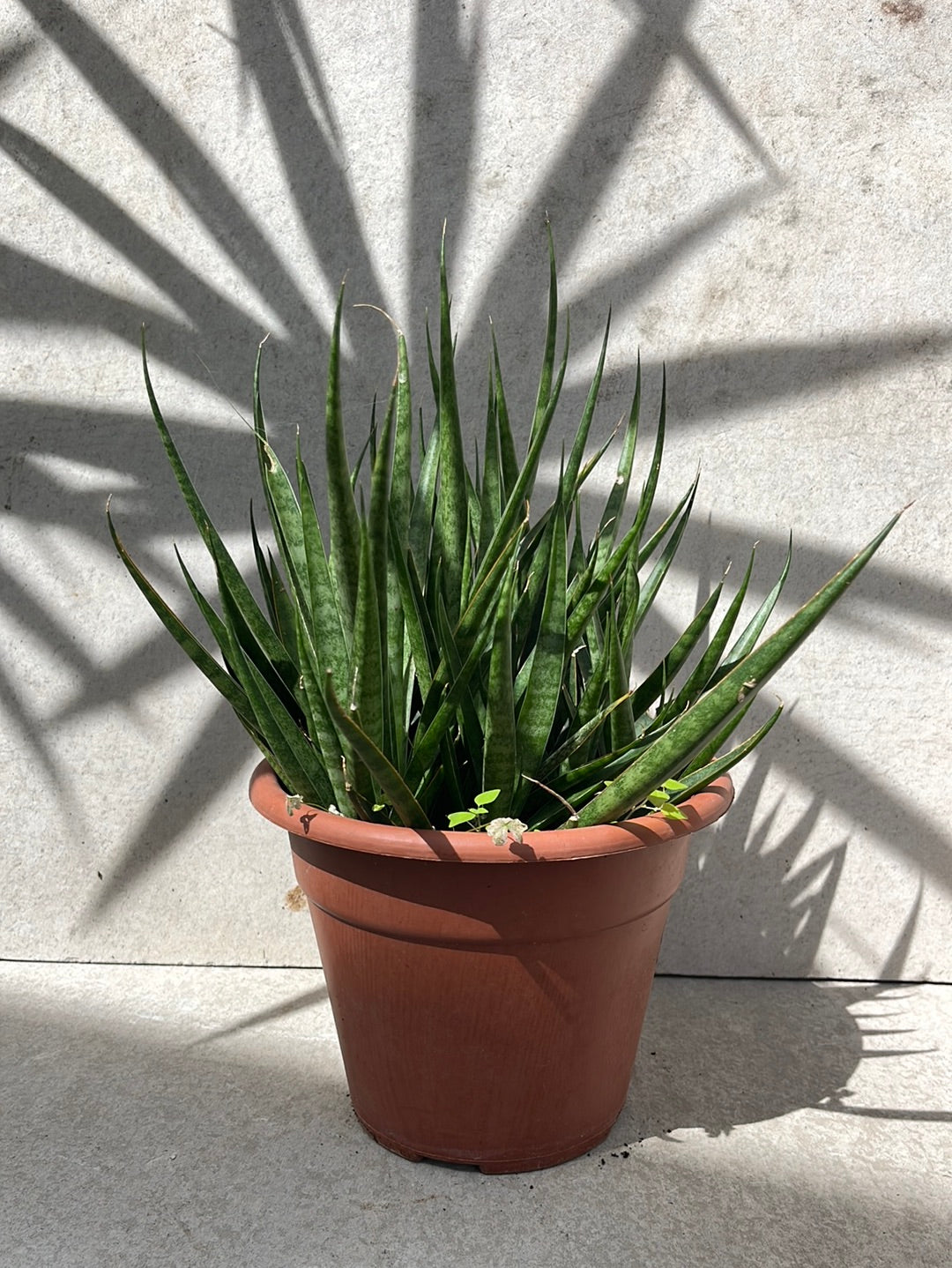 סנסיווריה קירקי