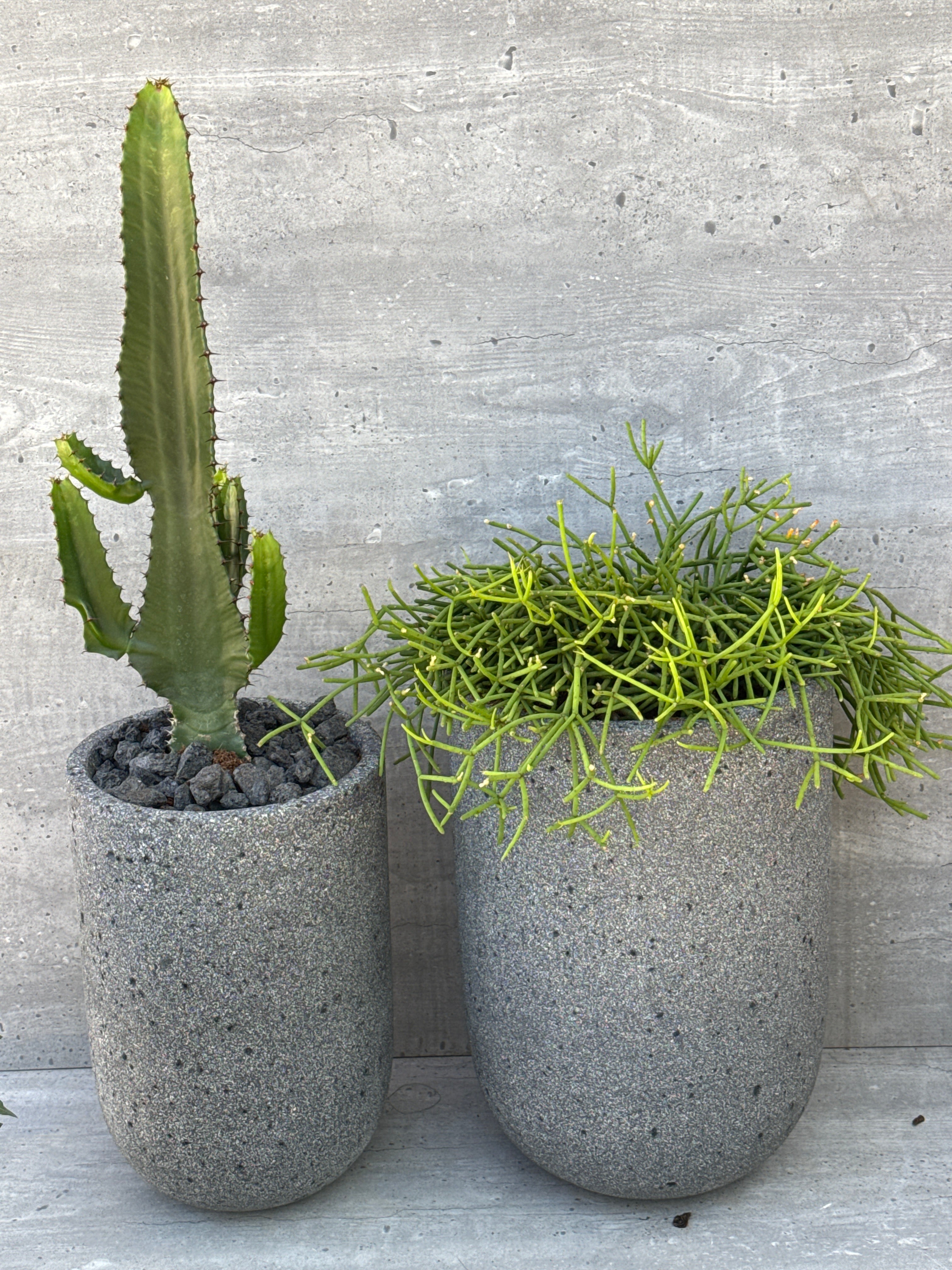 סט קקטוס חלומי