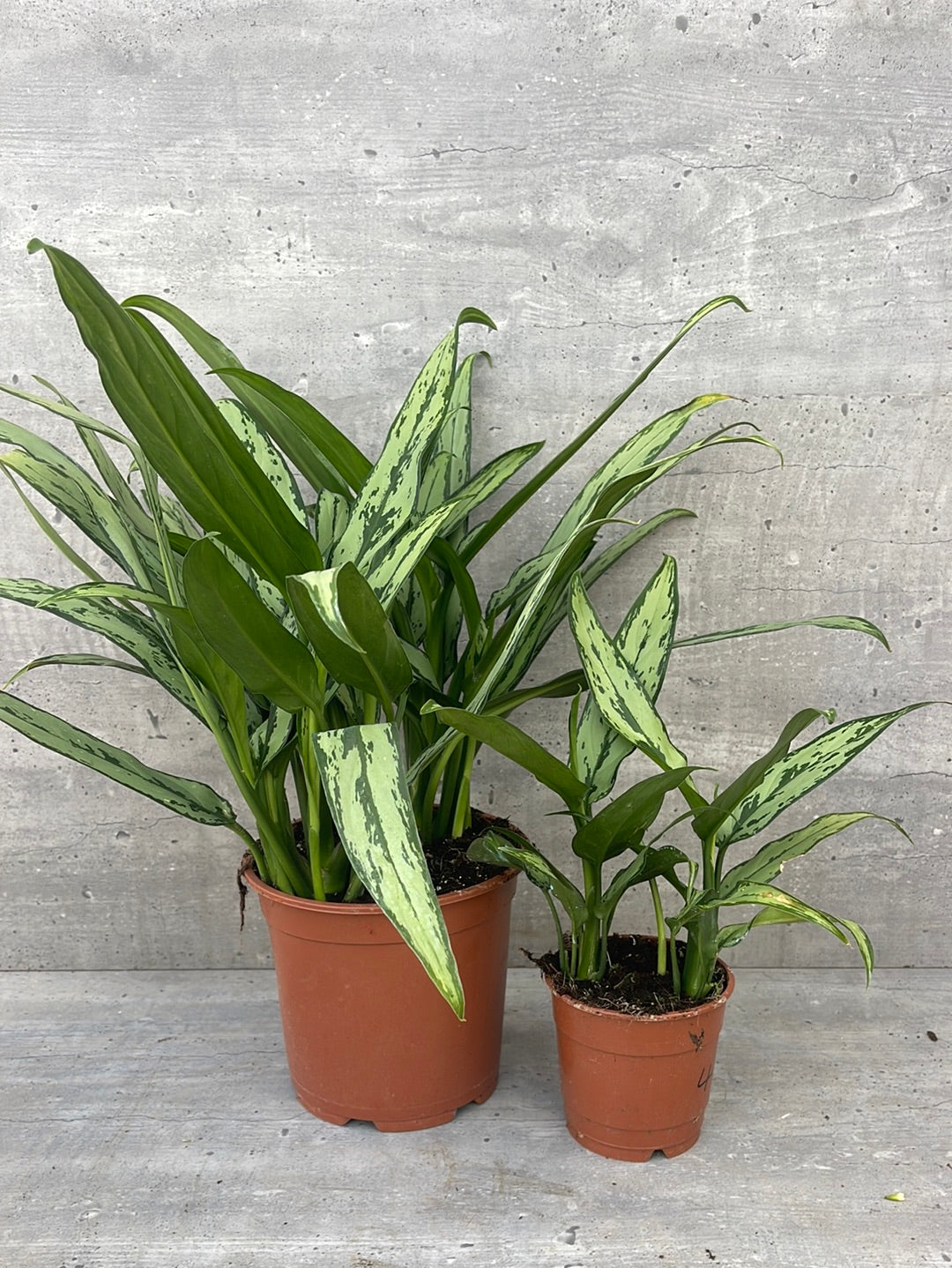 אגלונמה ירוקה - עלה צר