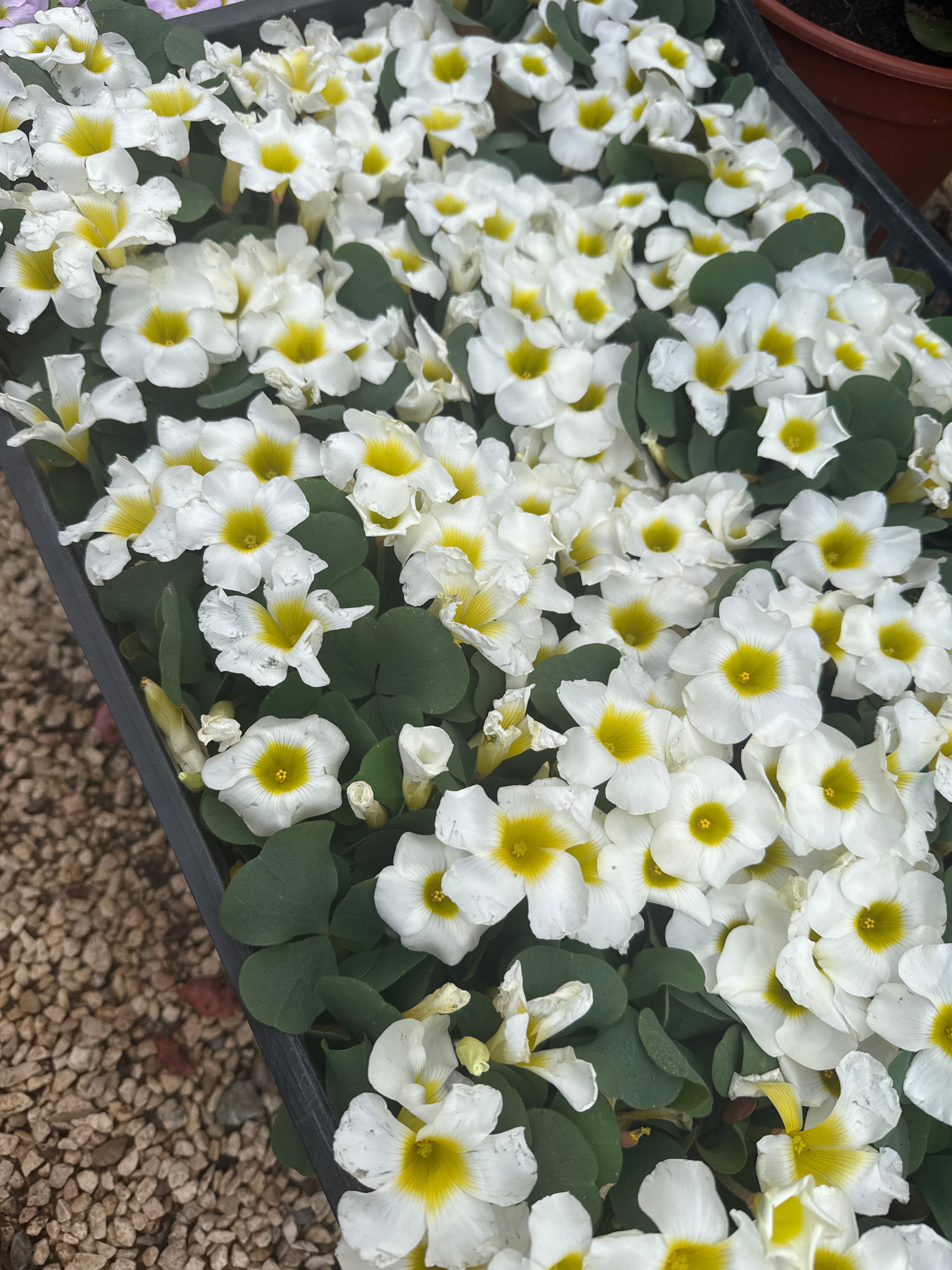 חמציץ ״יואש״