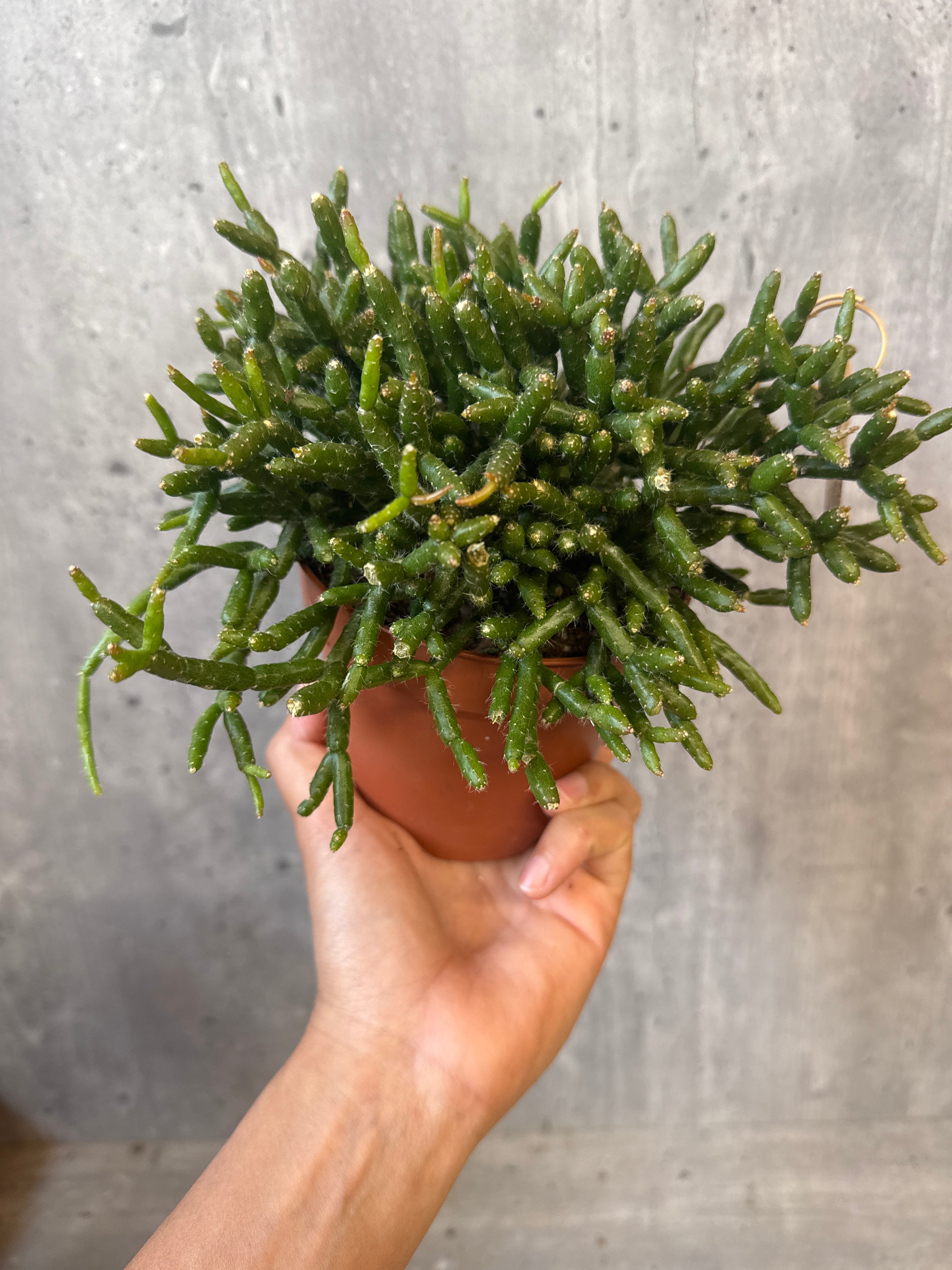 ריפסליס בורצ׳לי