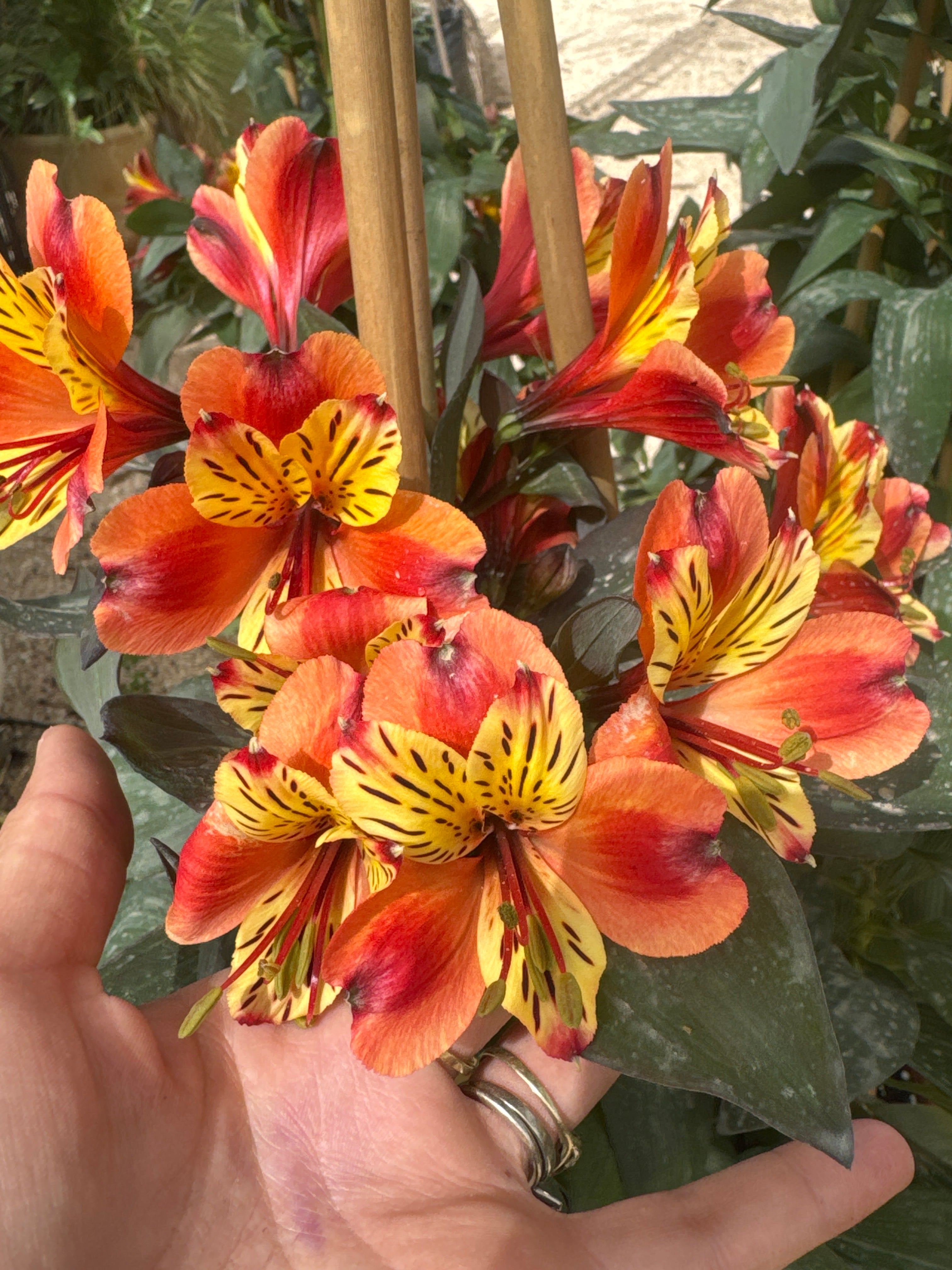 אלסטרומריה