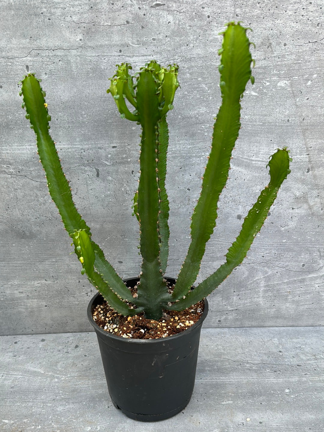 חלבלוב מיורנתני