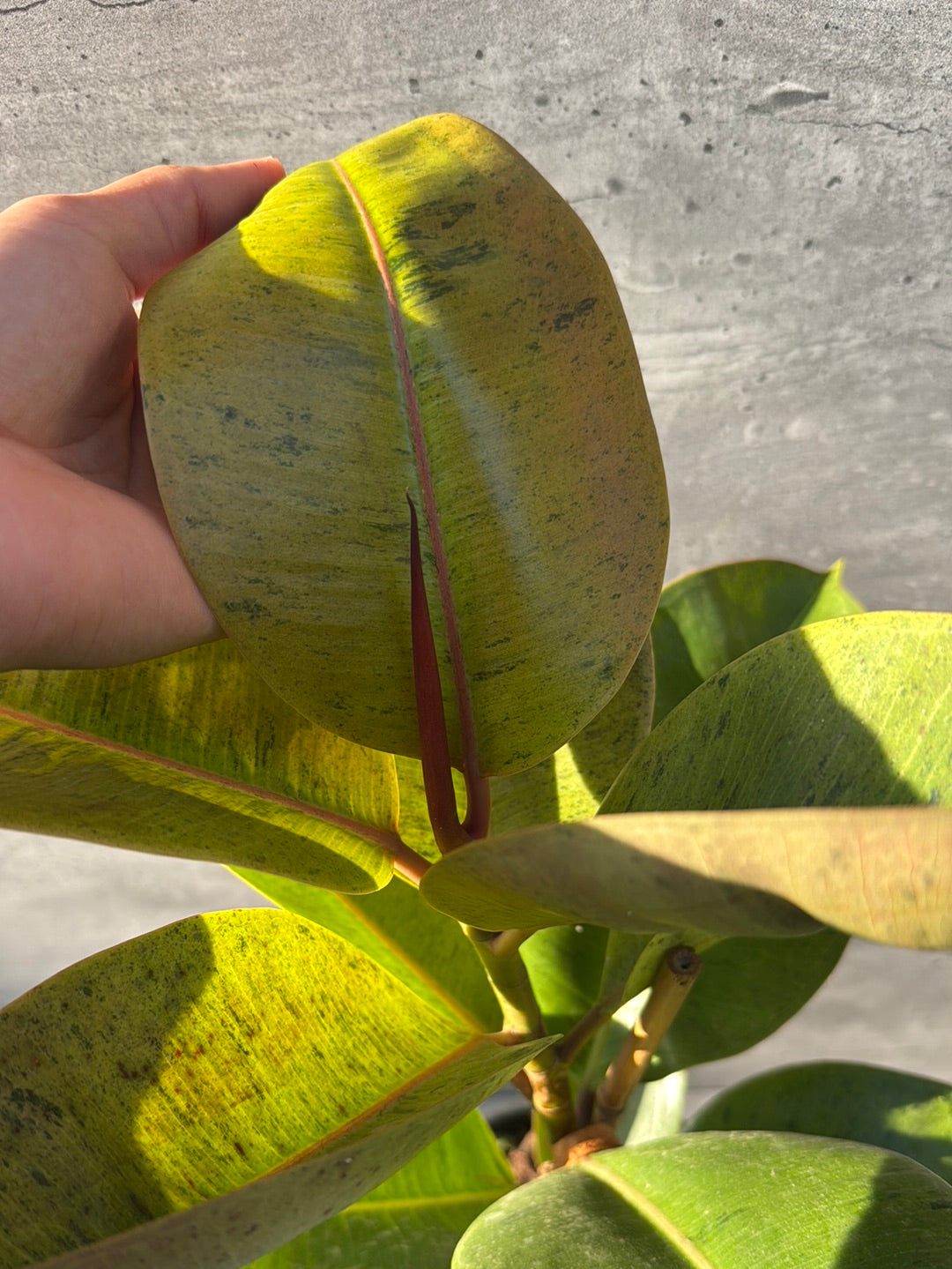 פיקוס שיווריאנה