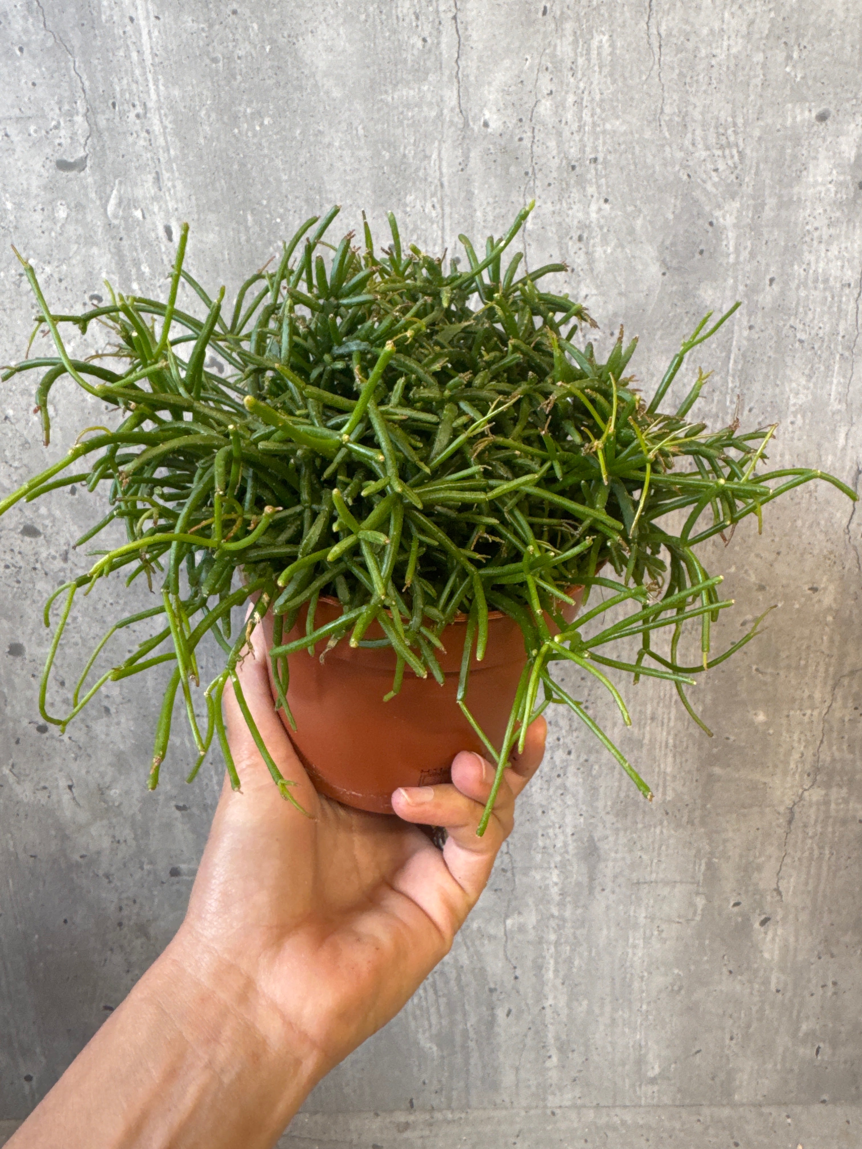 ריפסליס הטרוקלדה