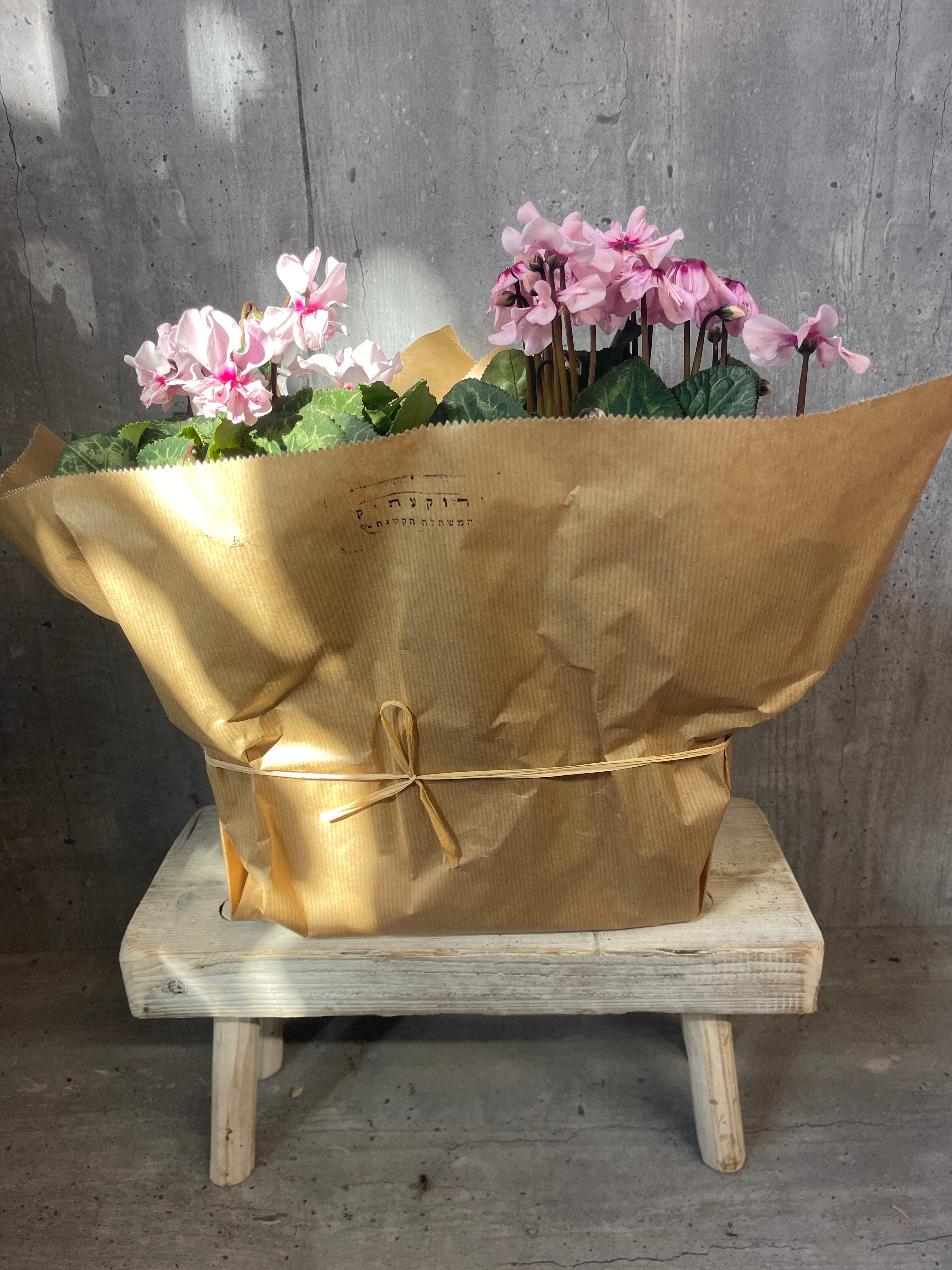 רקפות באדנית קרמיקה