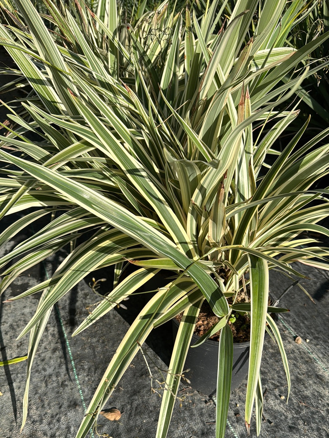 דיאנלה מגוונת