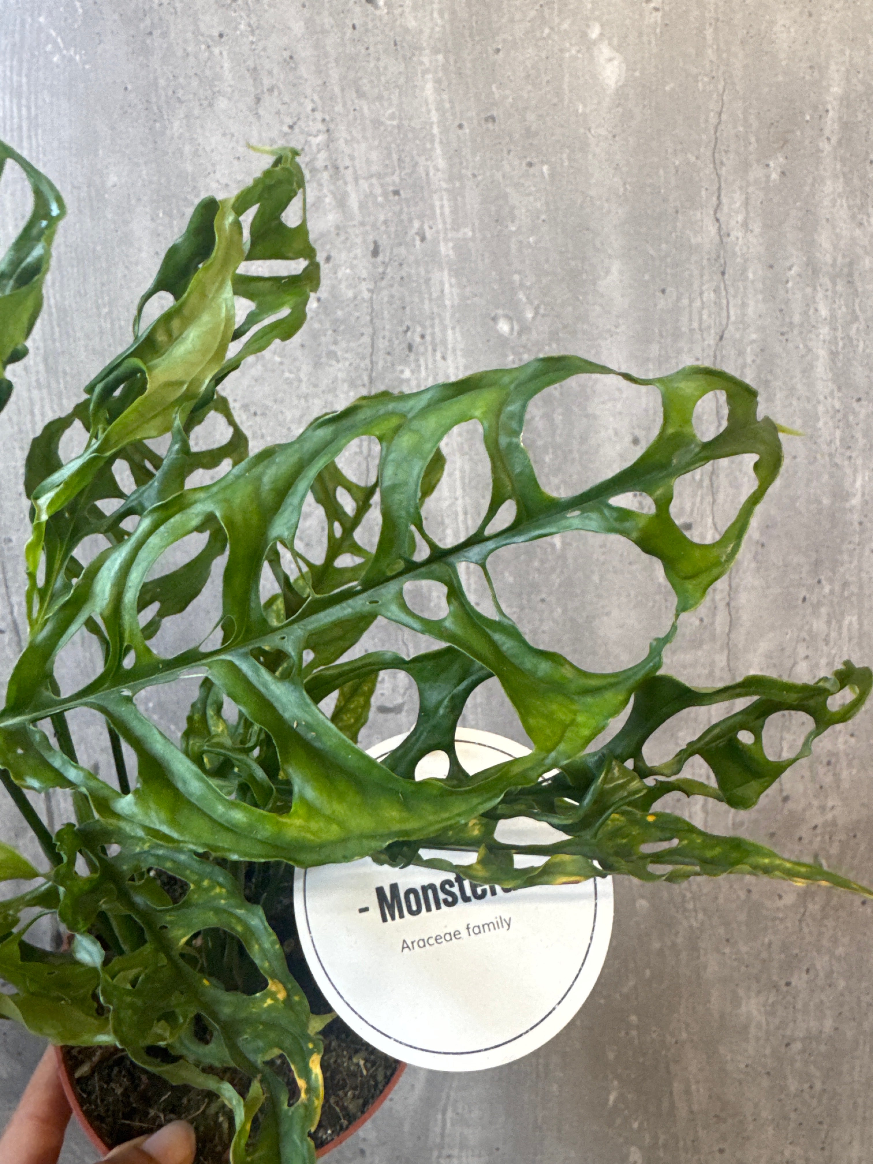 מונסטרה אובליקה פרו