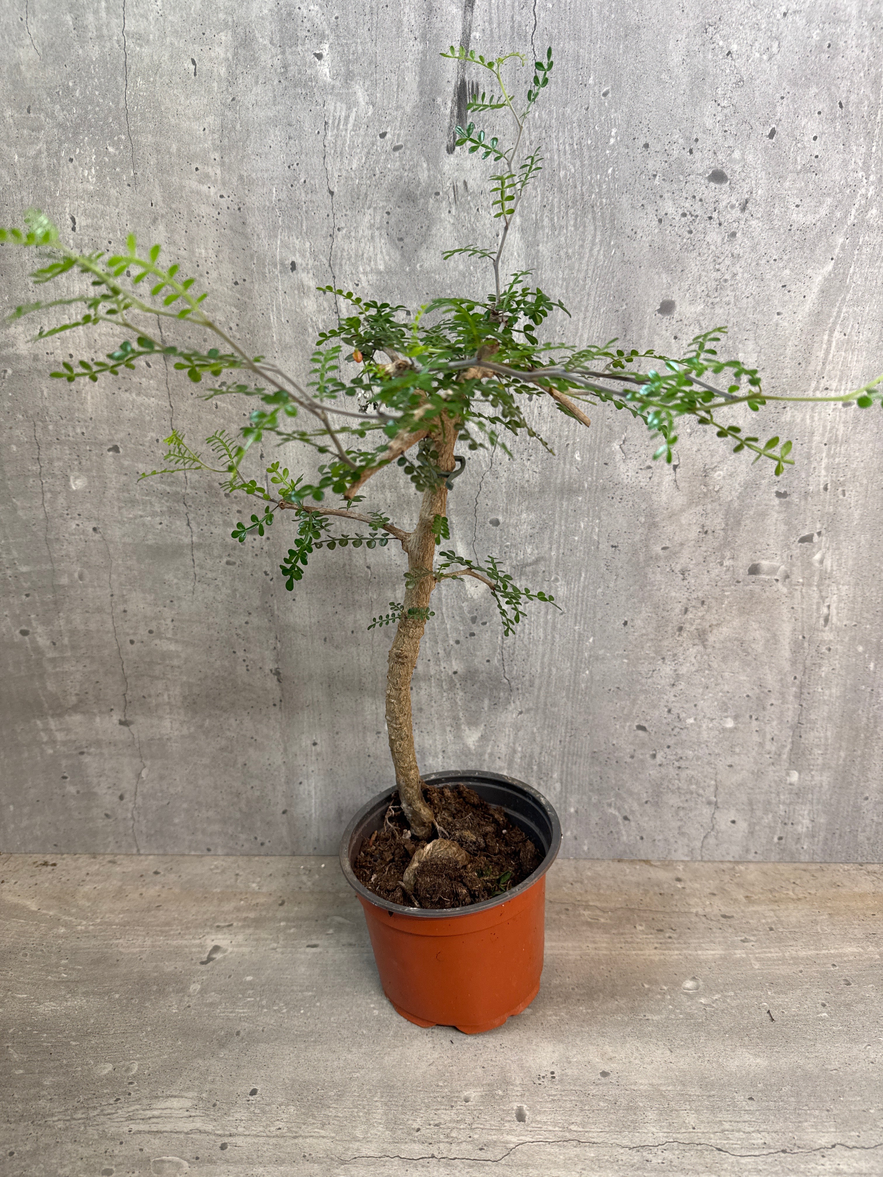 מארז צמחים לבית מואר