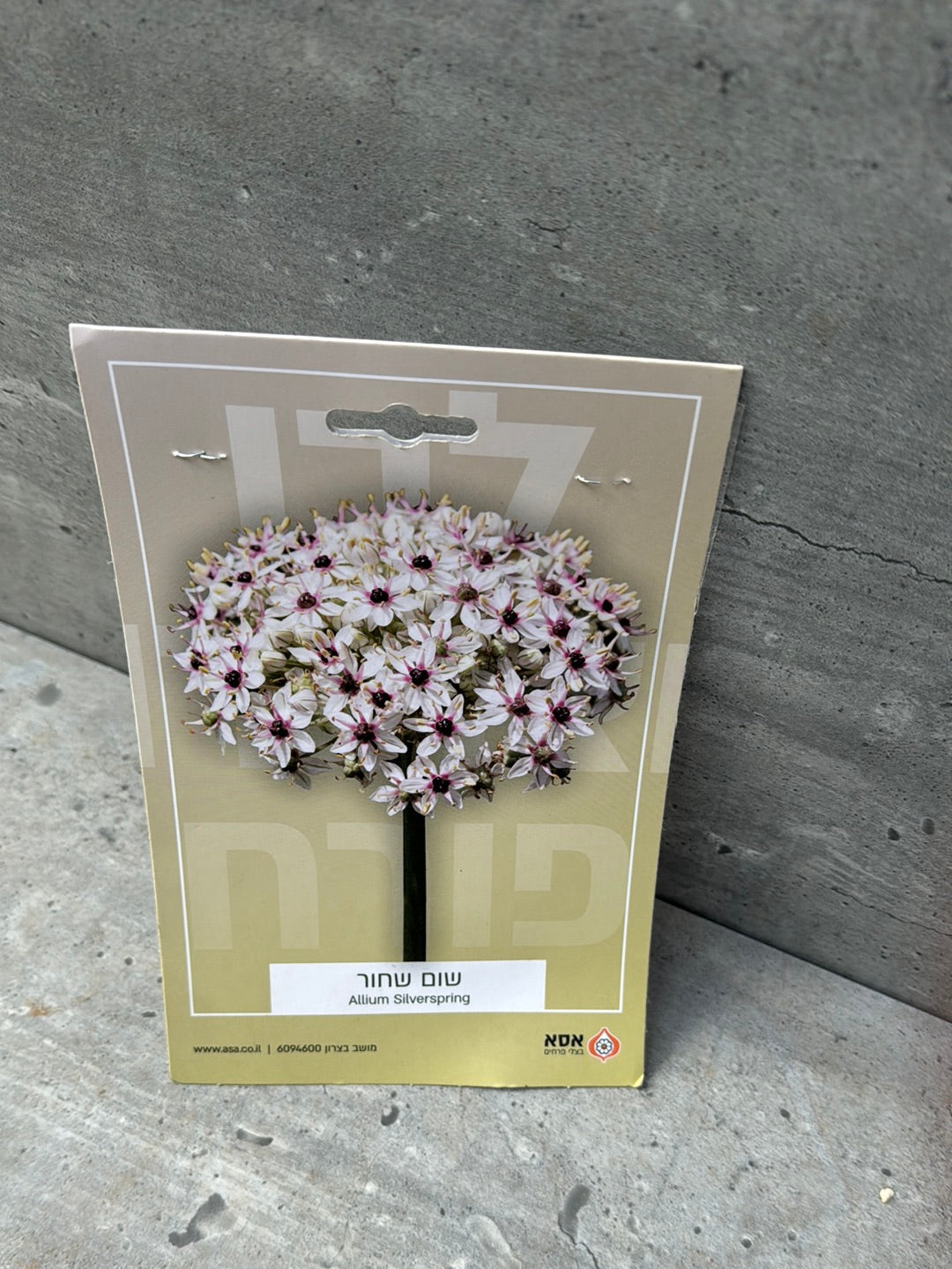 פקעות שום שחור