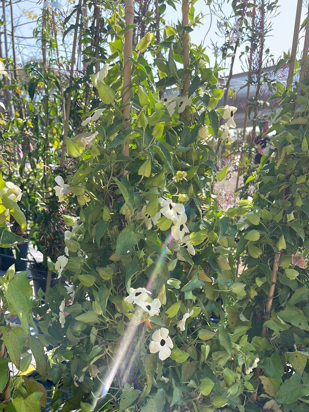 תונברגיה סוזי שחורת עין