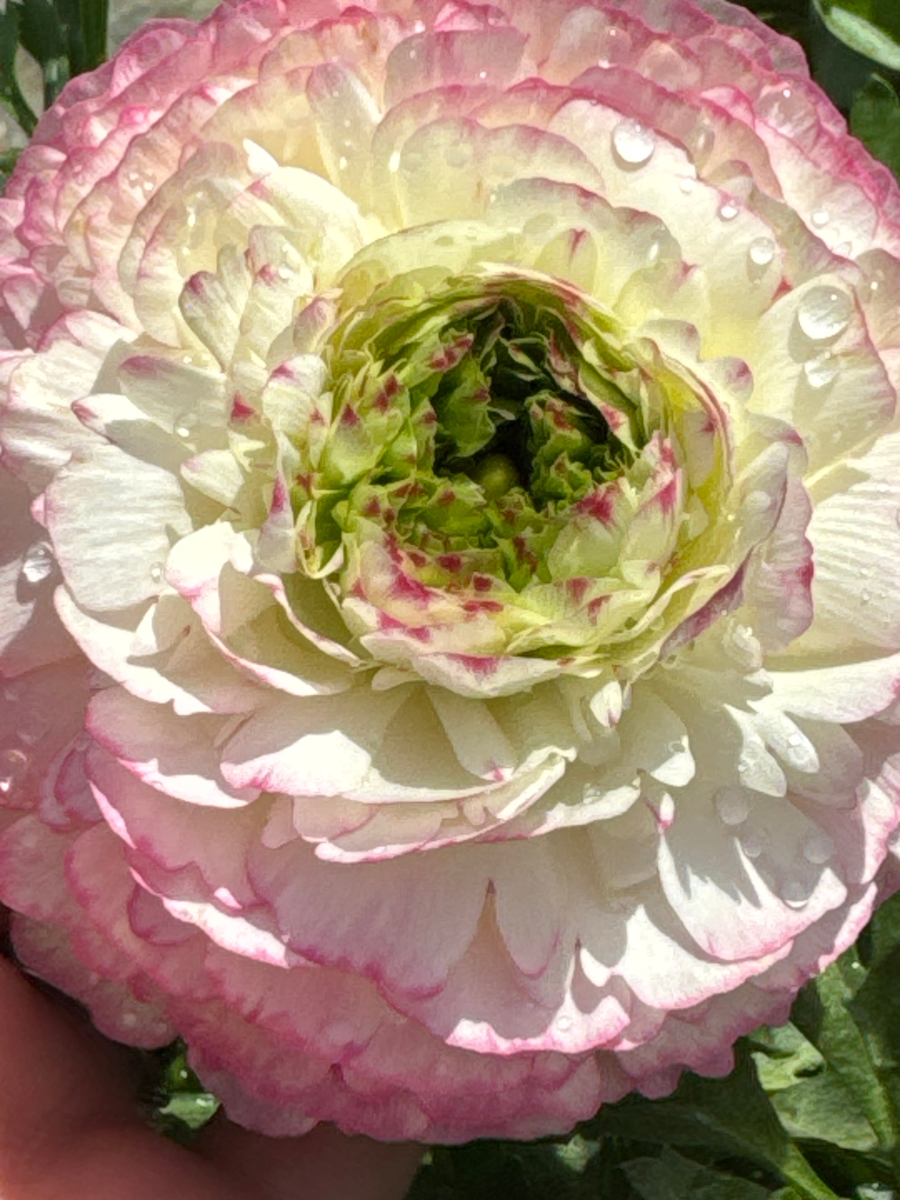 נוריות - מיקס צבעים