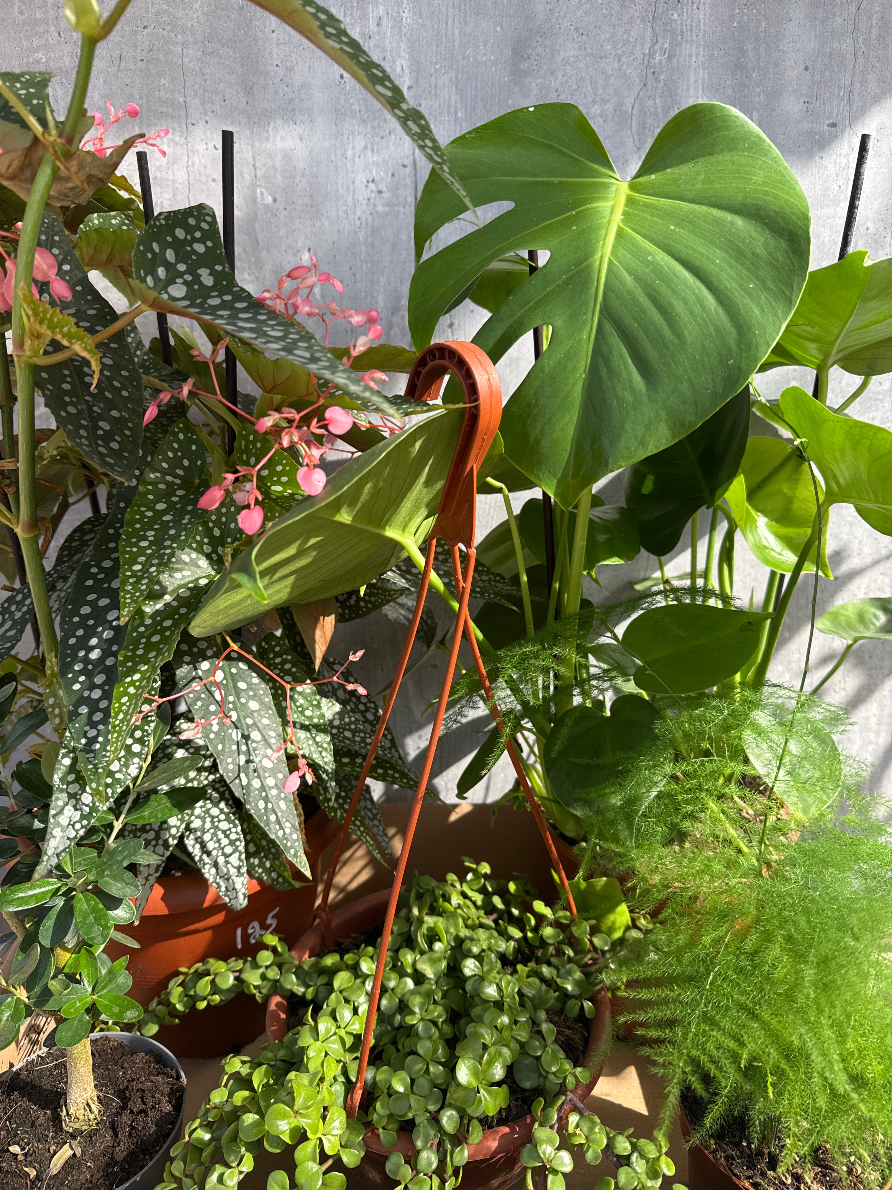 מארז צמחים למרפסת מוארת