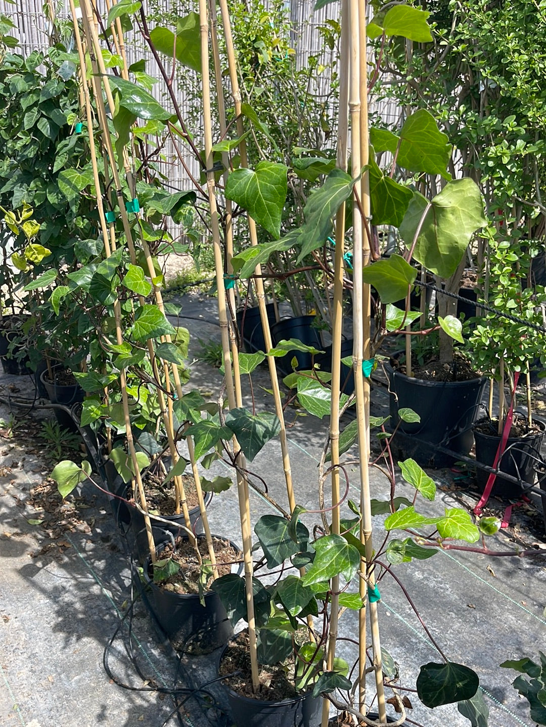 קיסוס עלה רחב בדלי