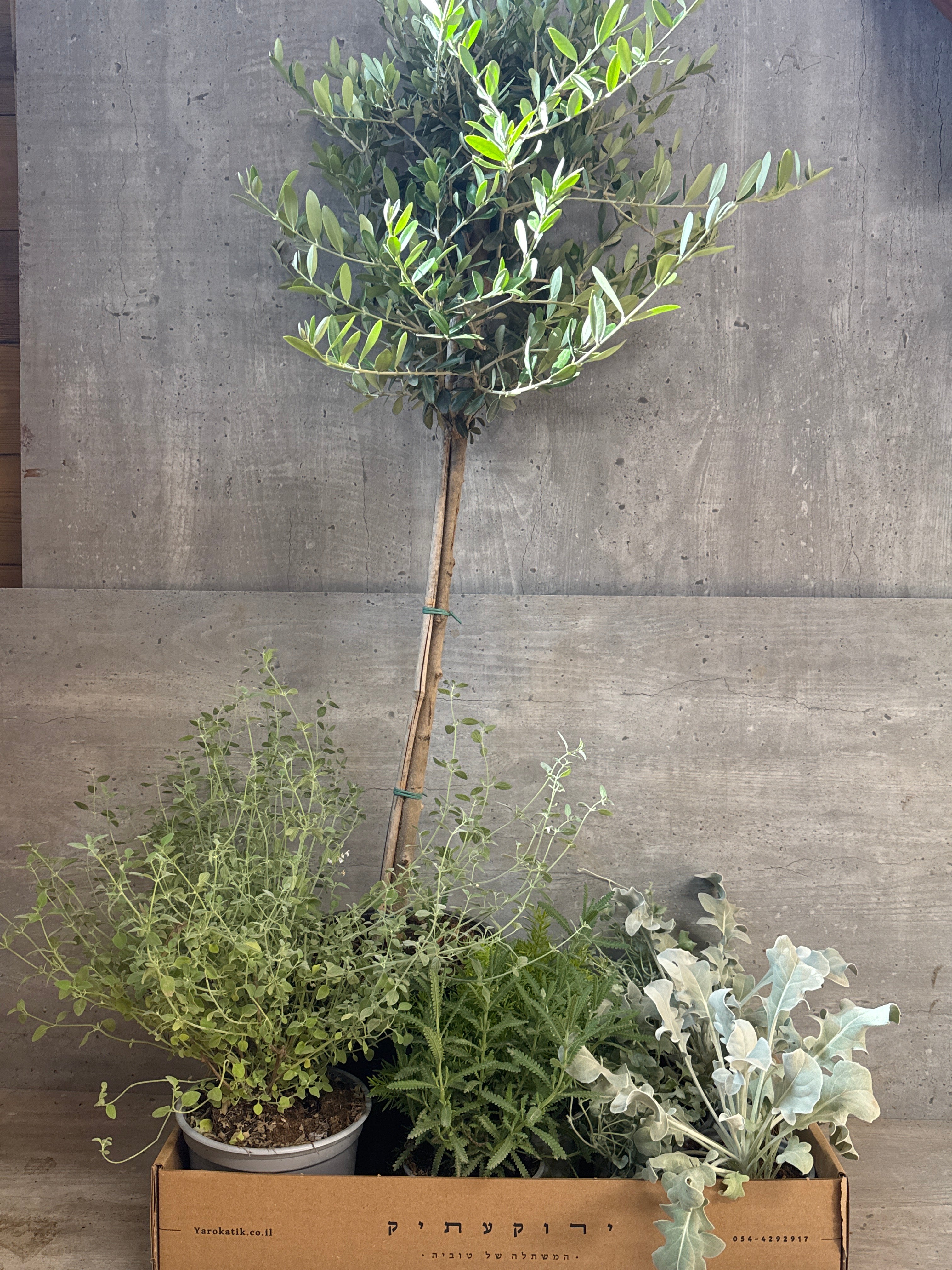 מארז צמחים למרפסת שמשית