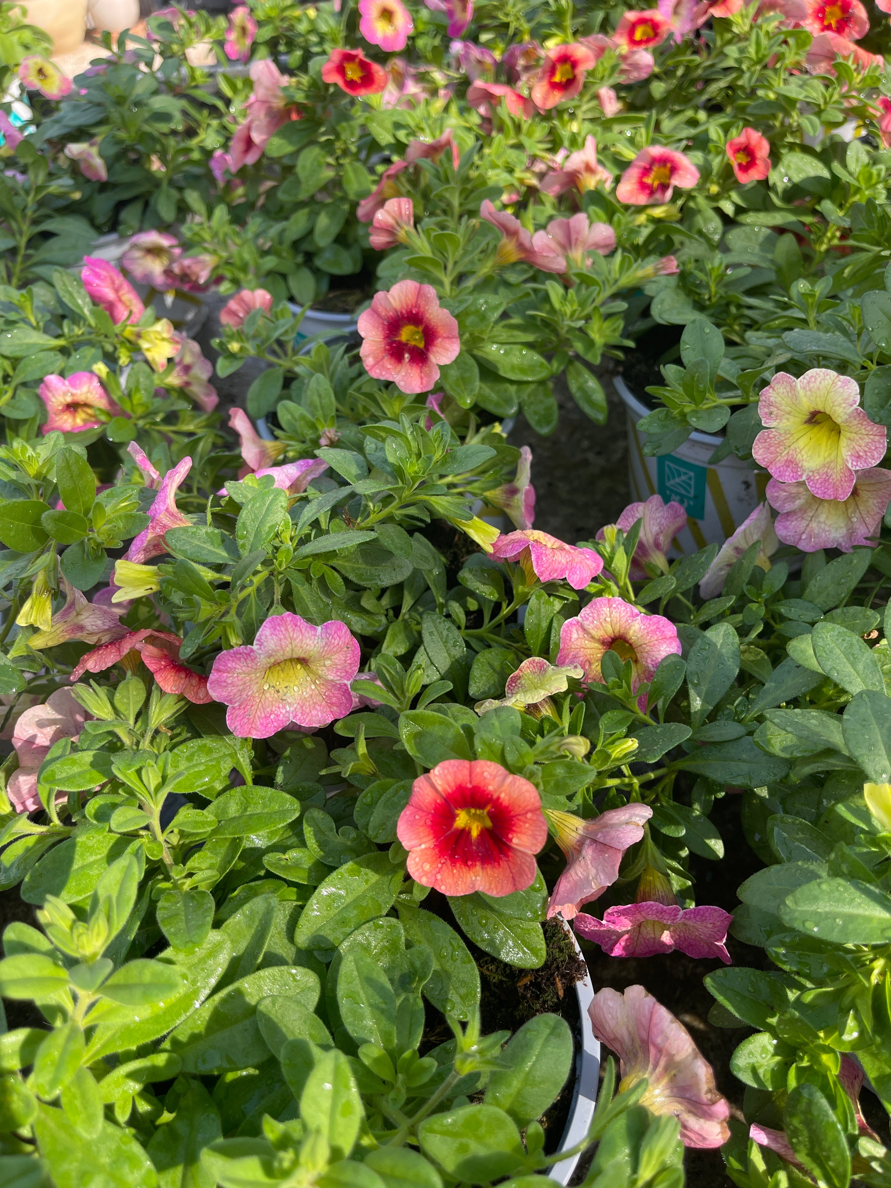 פיטוניה מיני