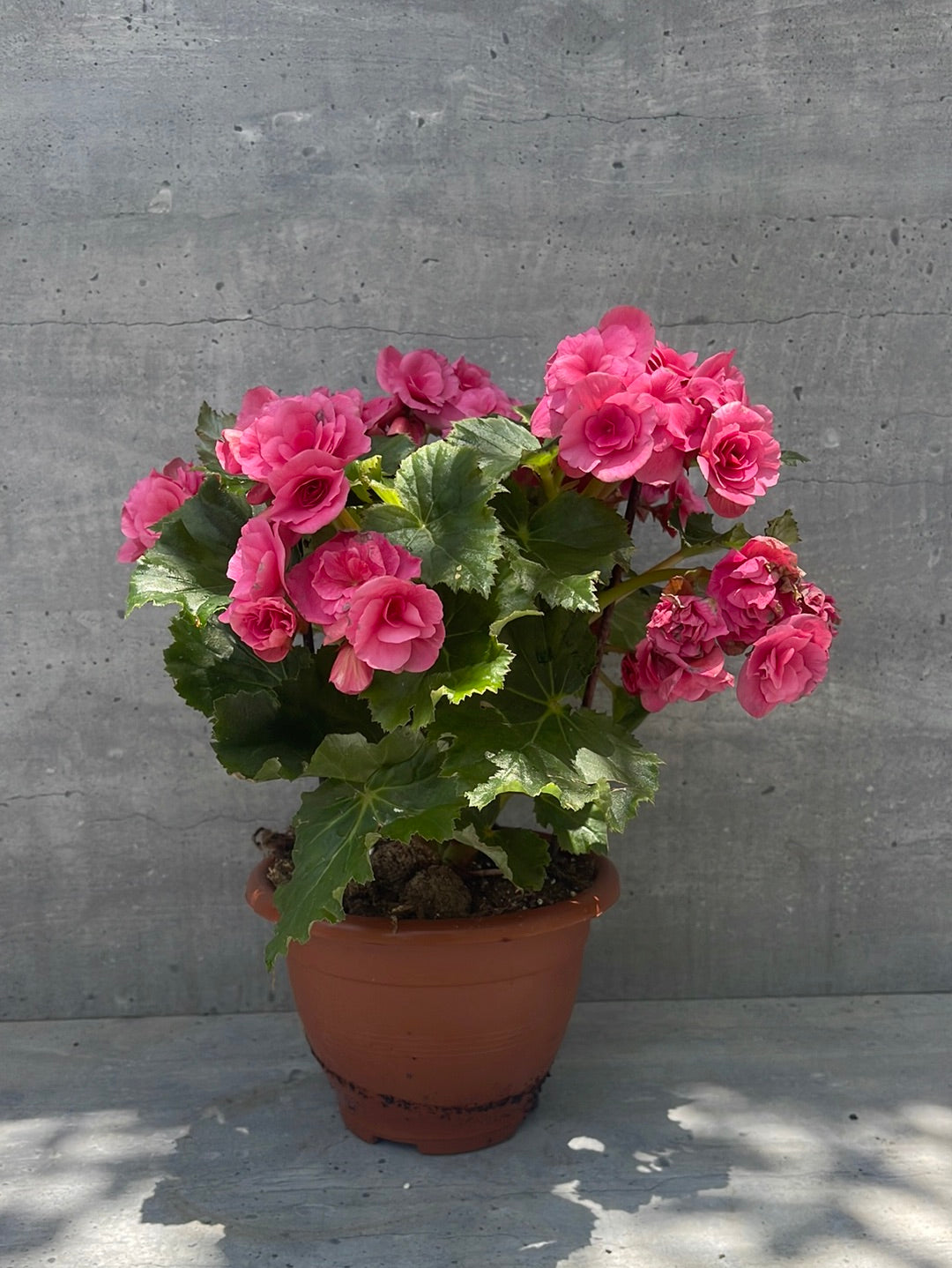 ביגוניה ורד