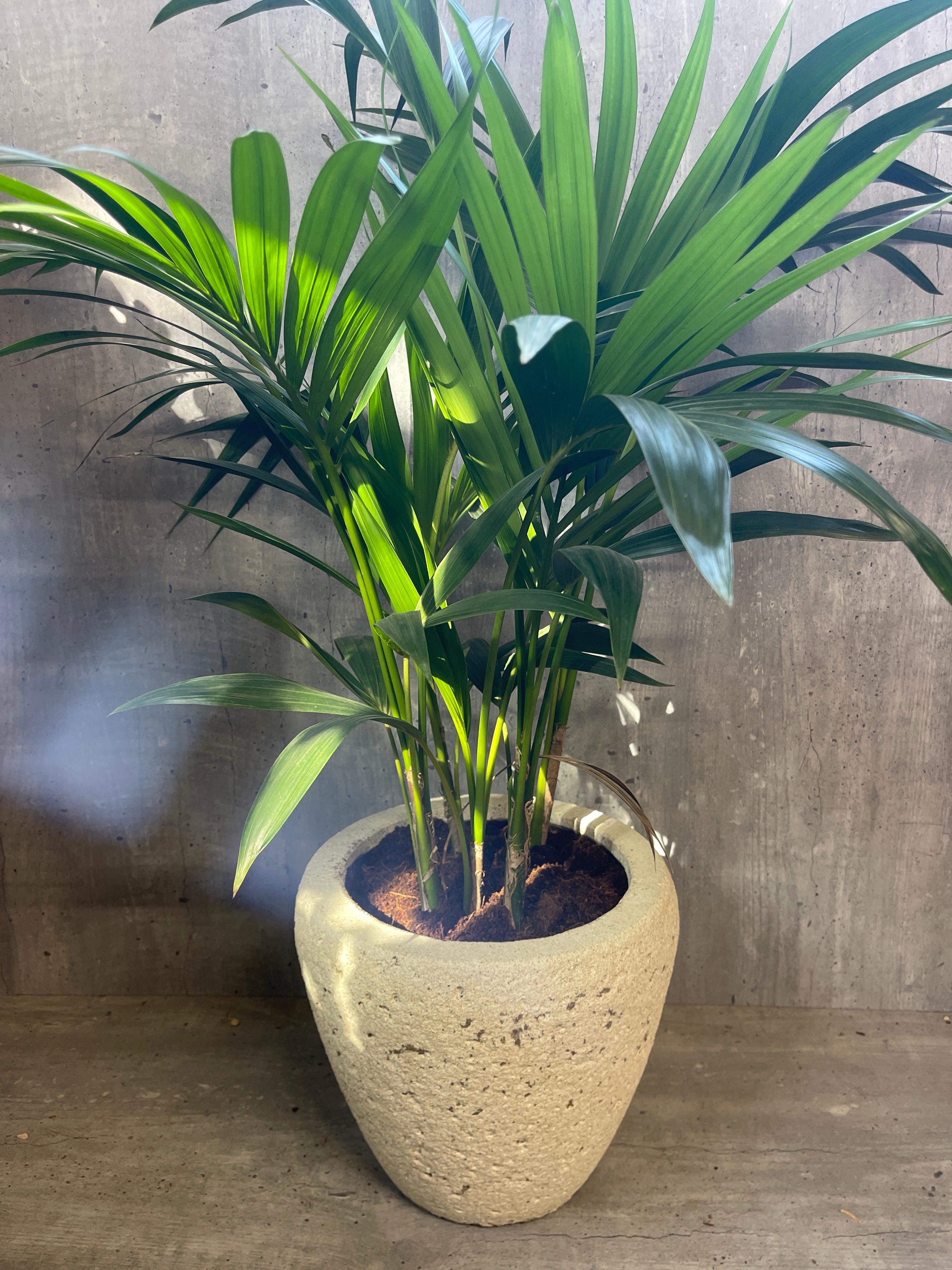 דקל קנציה בכלי בטון