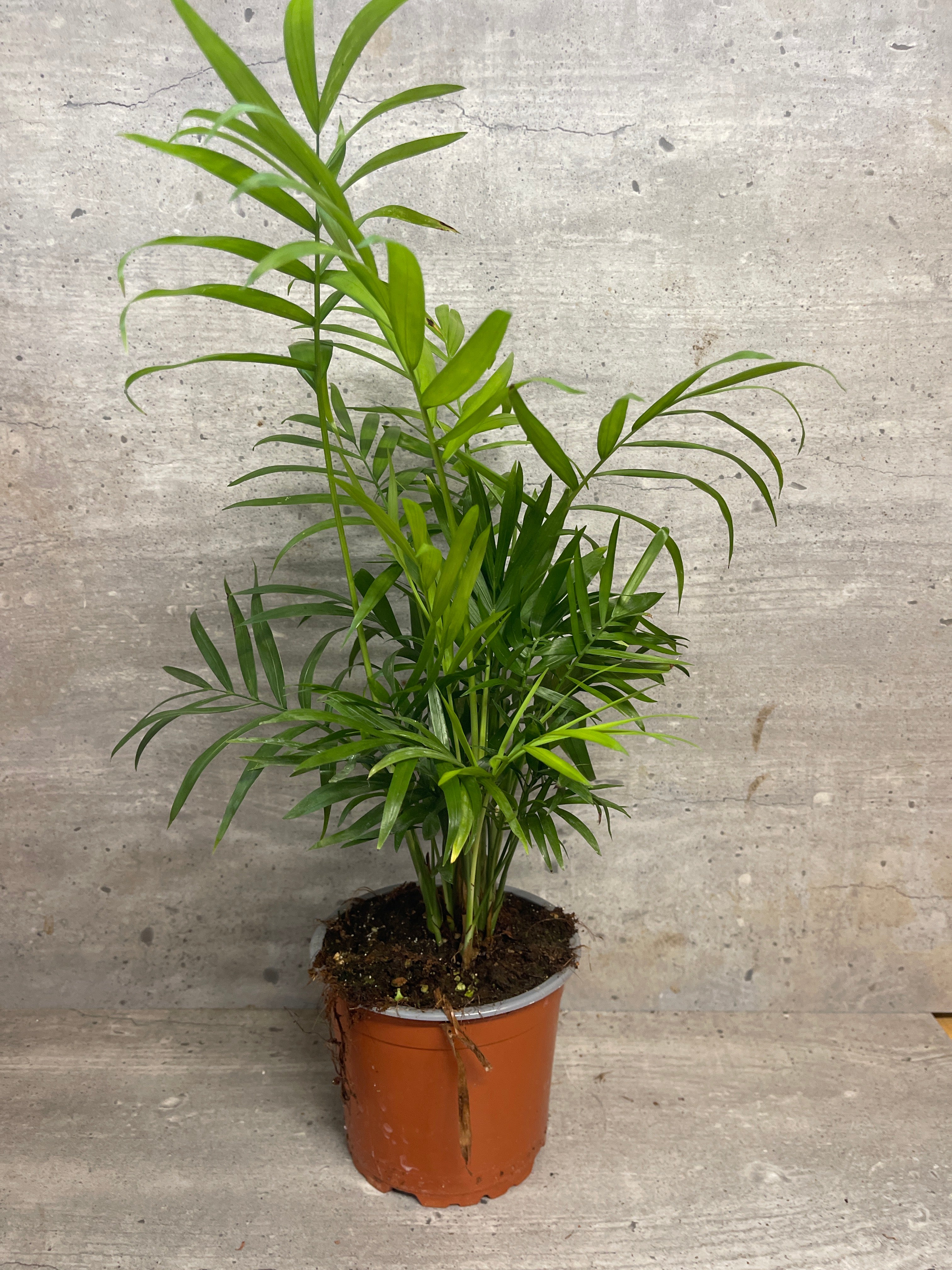 דקל חמדוריאה