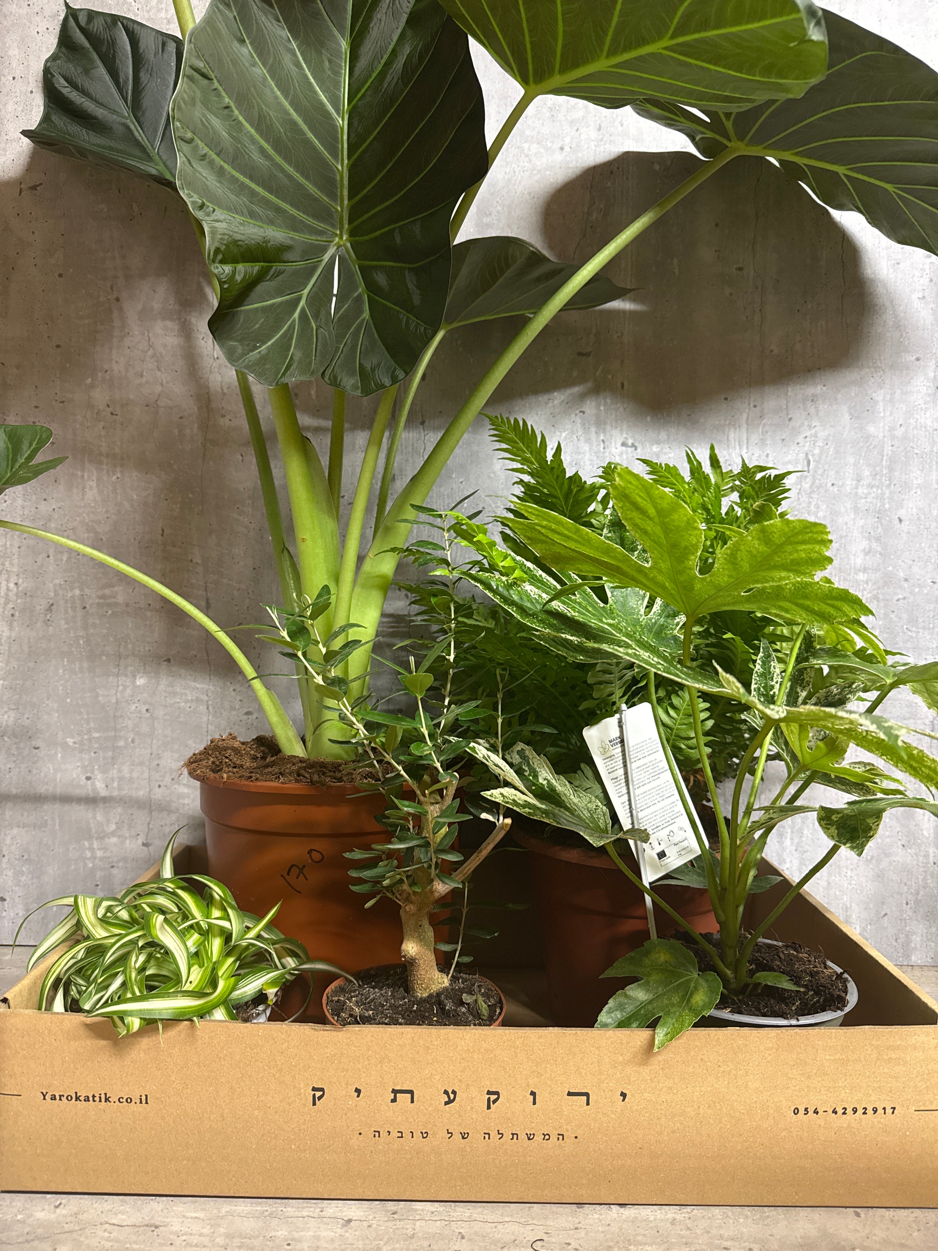מארז צמחים למרפסת מוארת