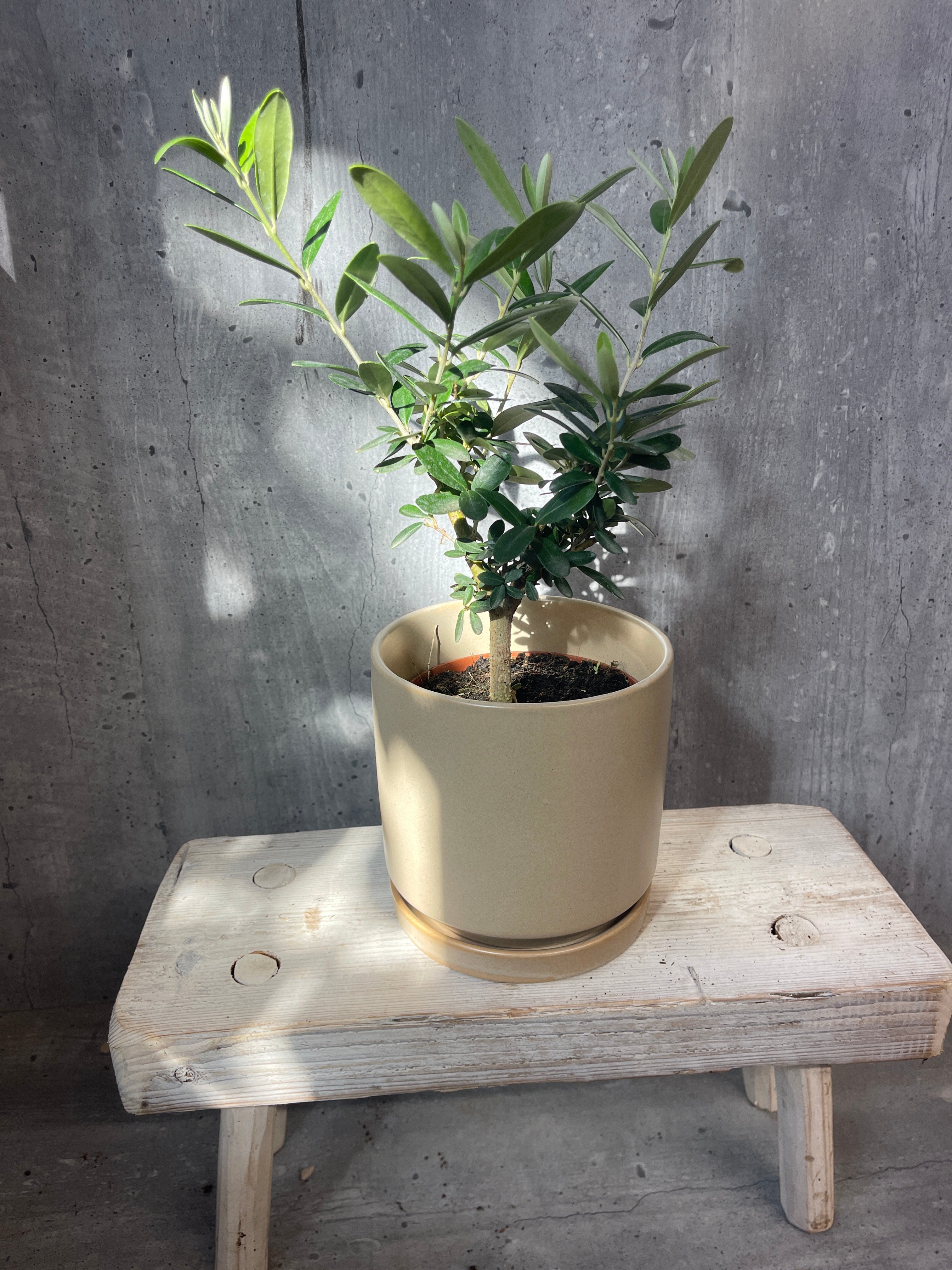 זית בונסאי בכלי קרמיקה