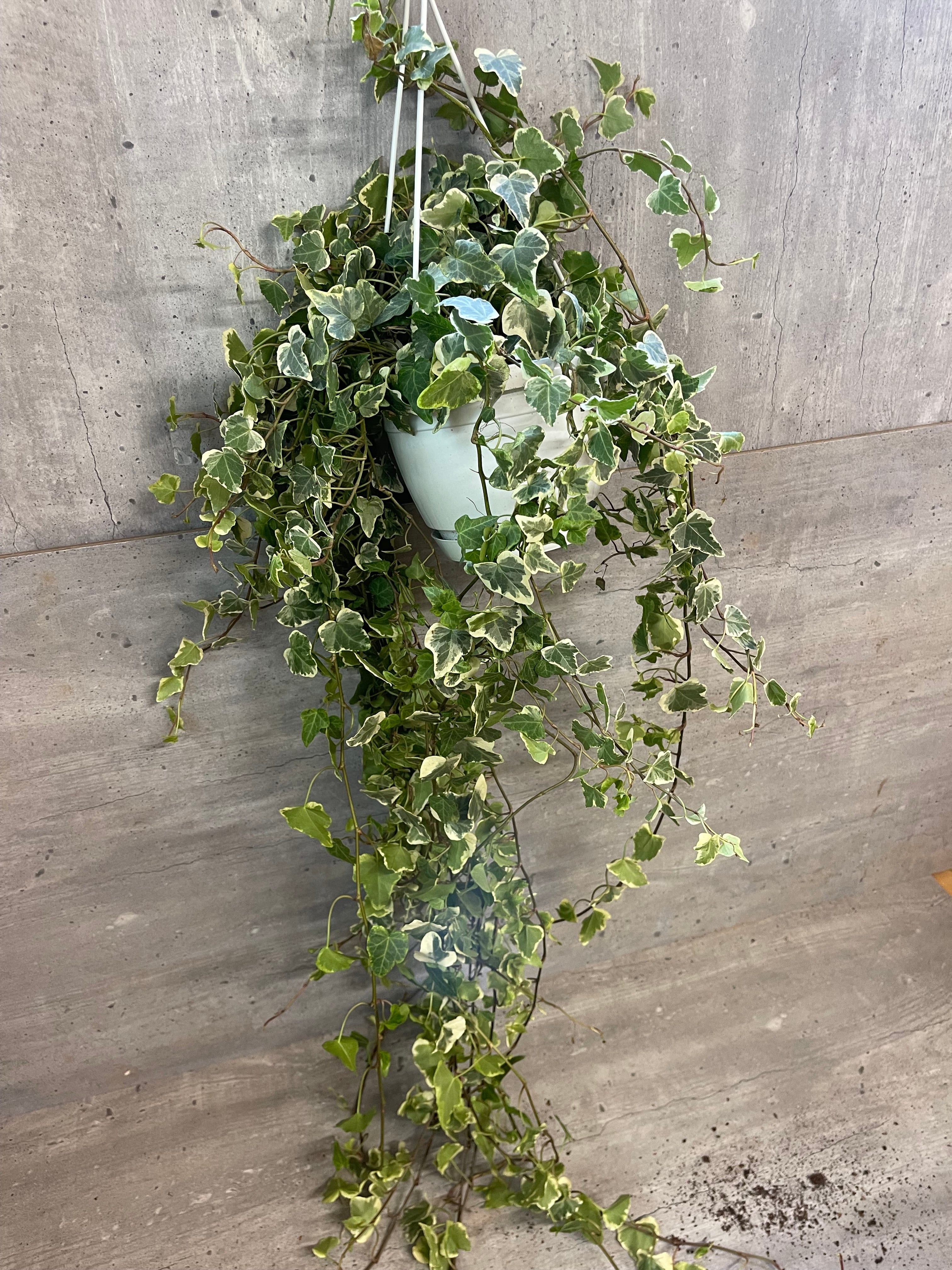 קיסוס מגוון