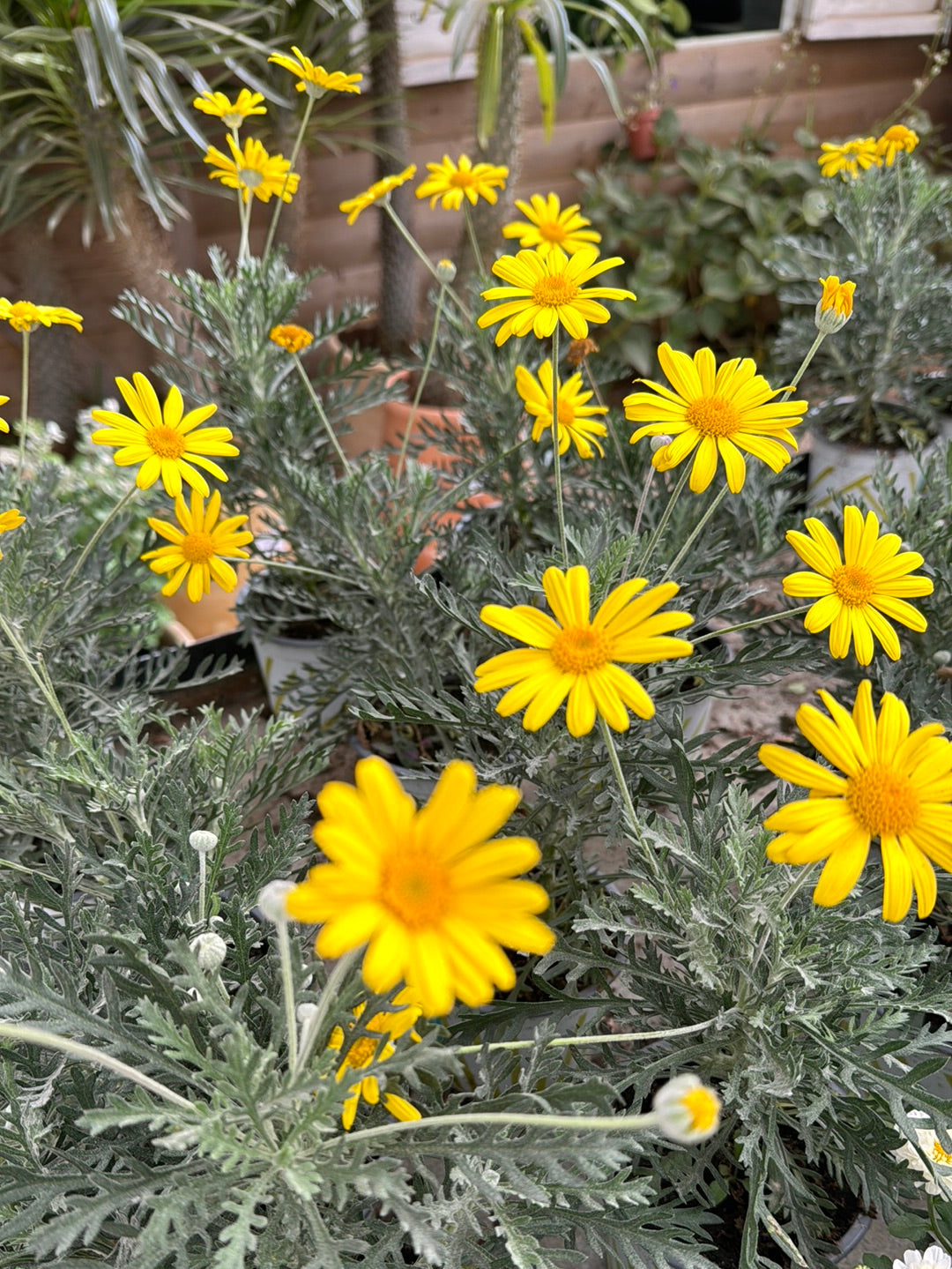 עינן הריופיס