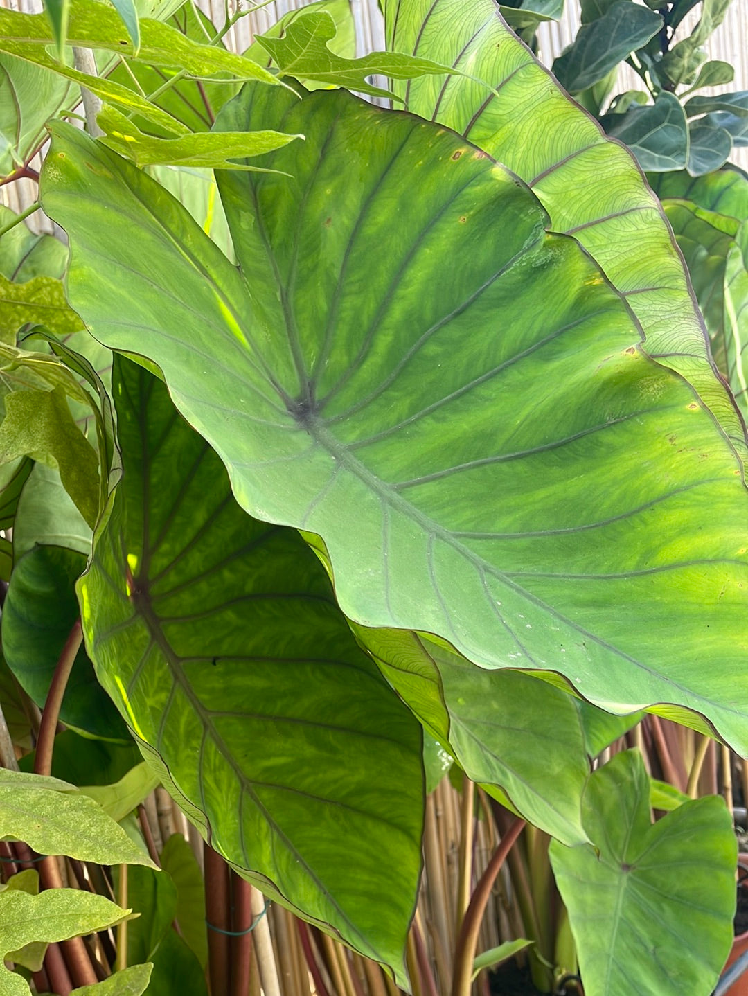 קלוקסיה בלו הוואי