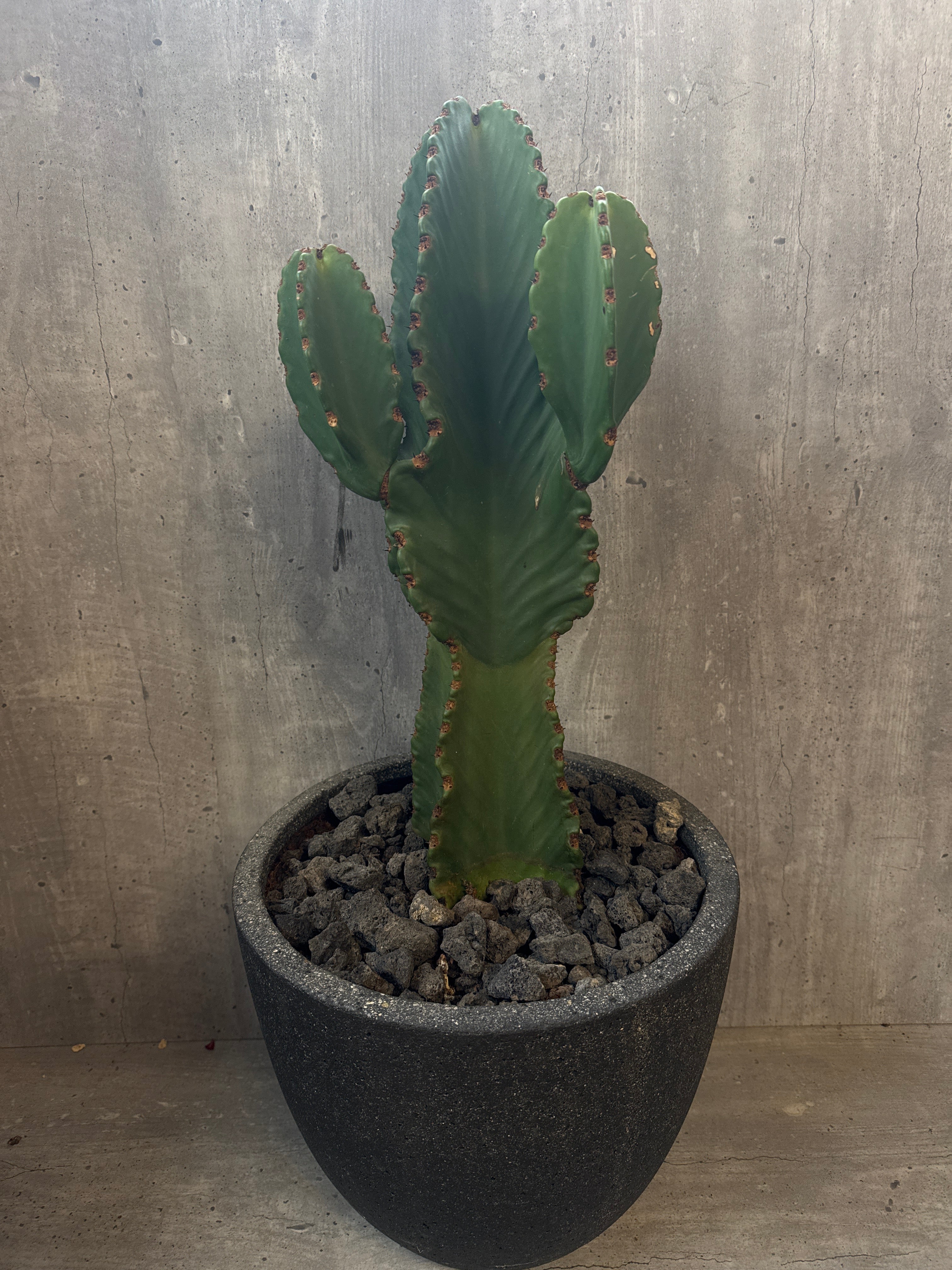 קקטוס בכלי בטון