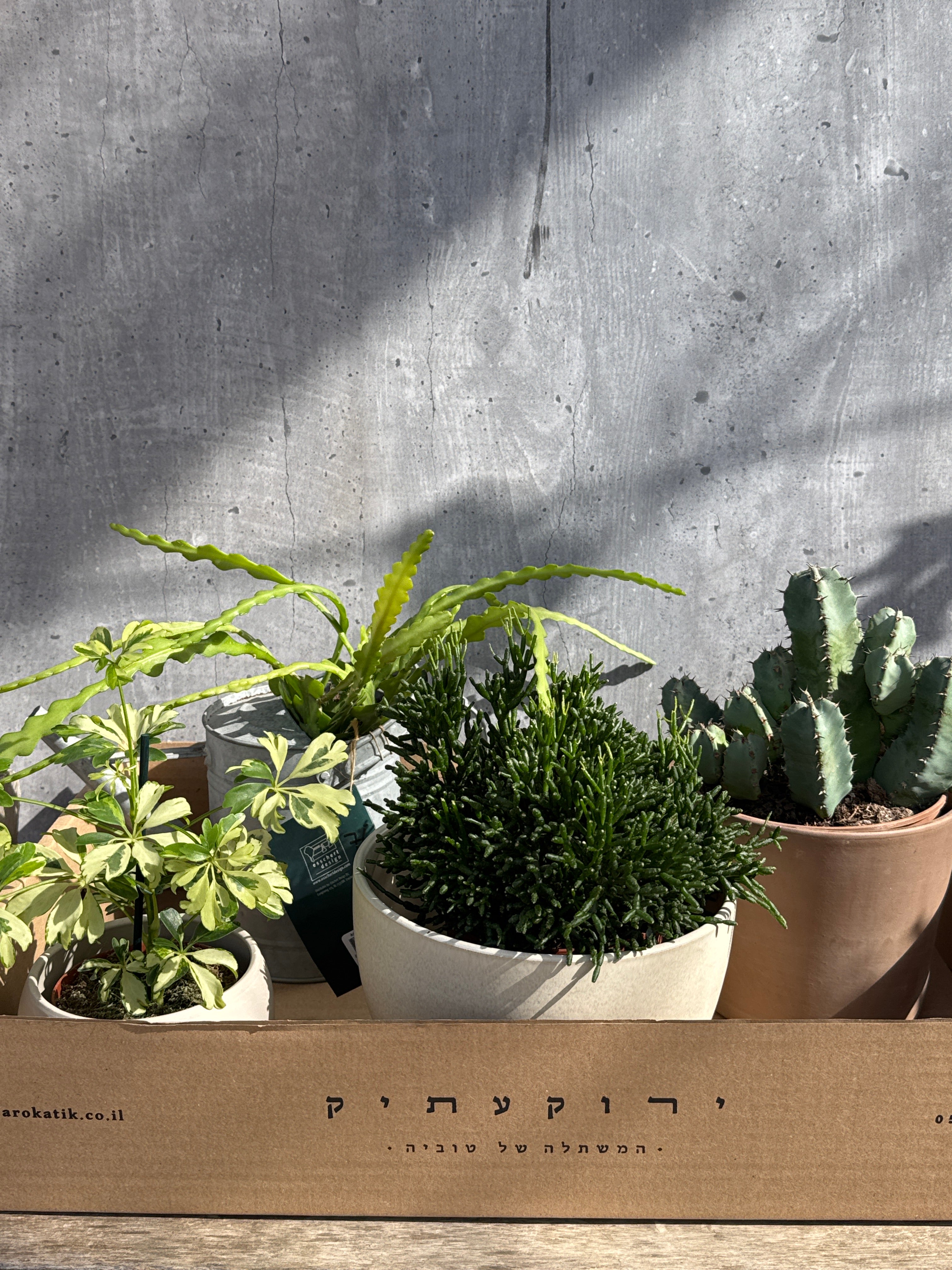 מארז צמחי בית מיוחדים