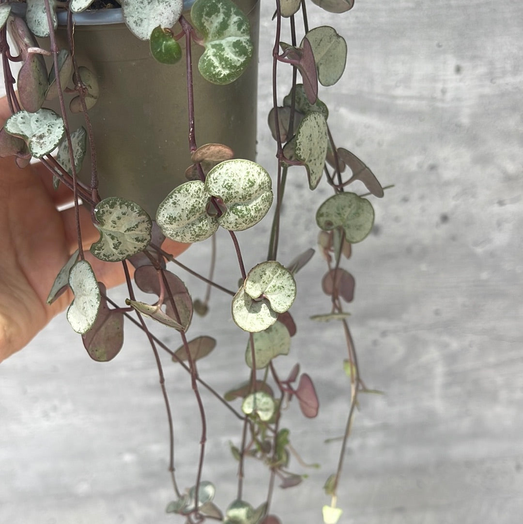 שעוונית זוחלת