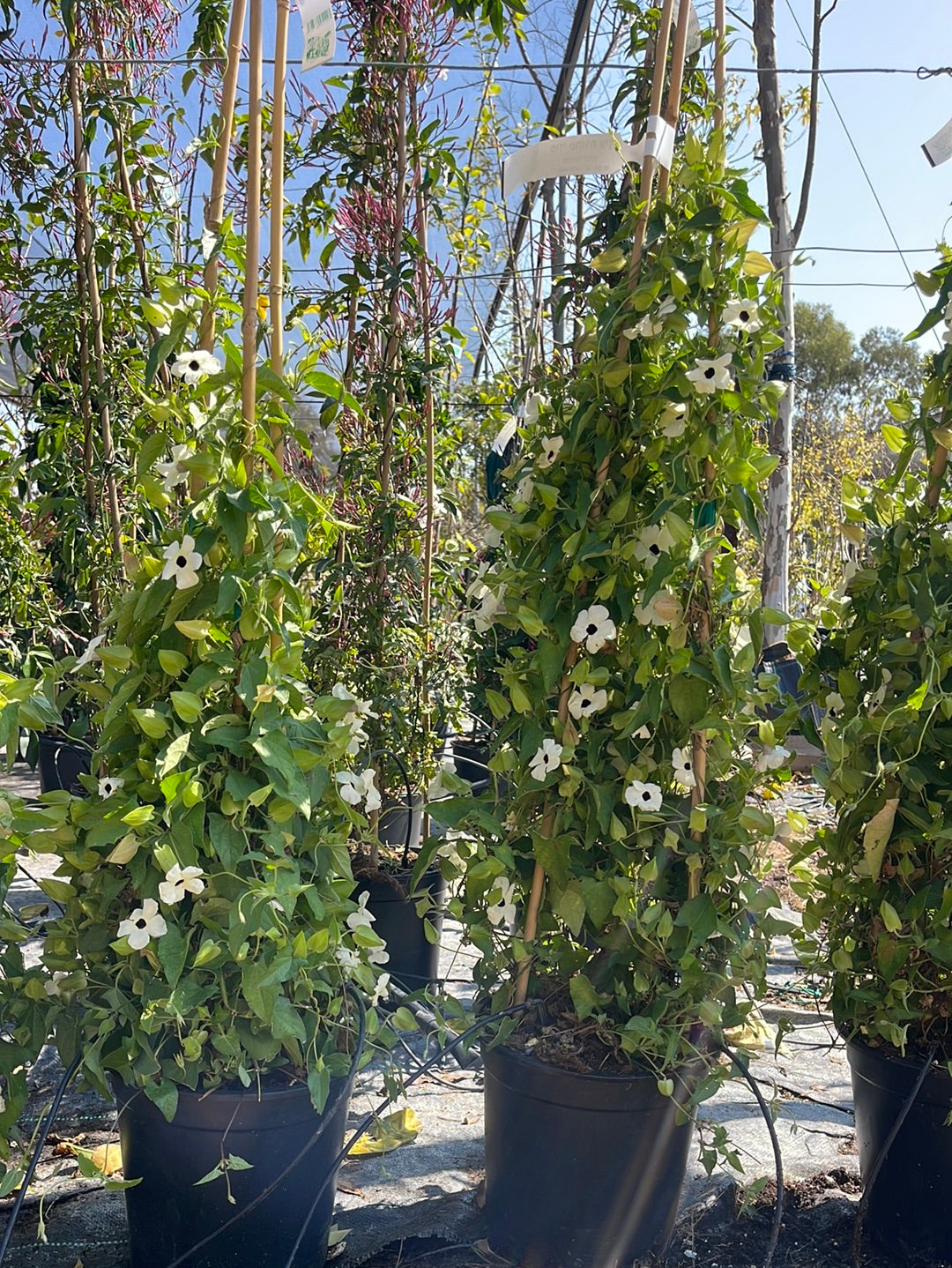 תונברגיה סוזי שחורת עין