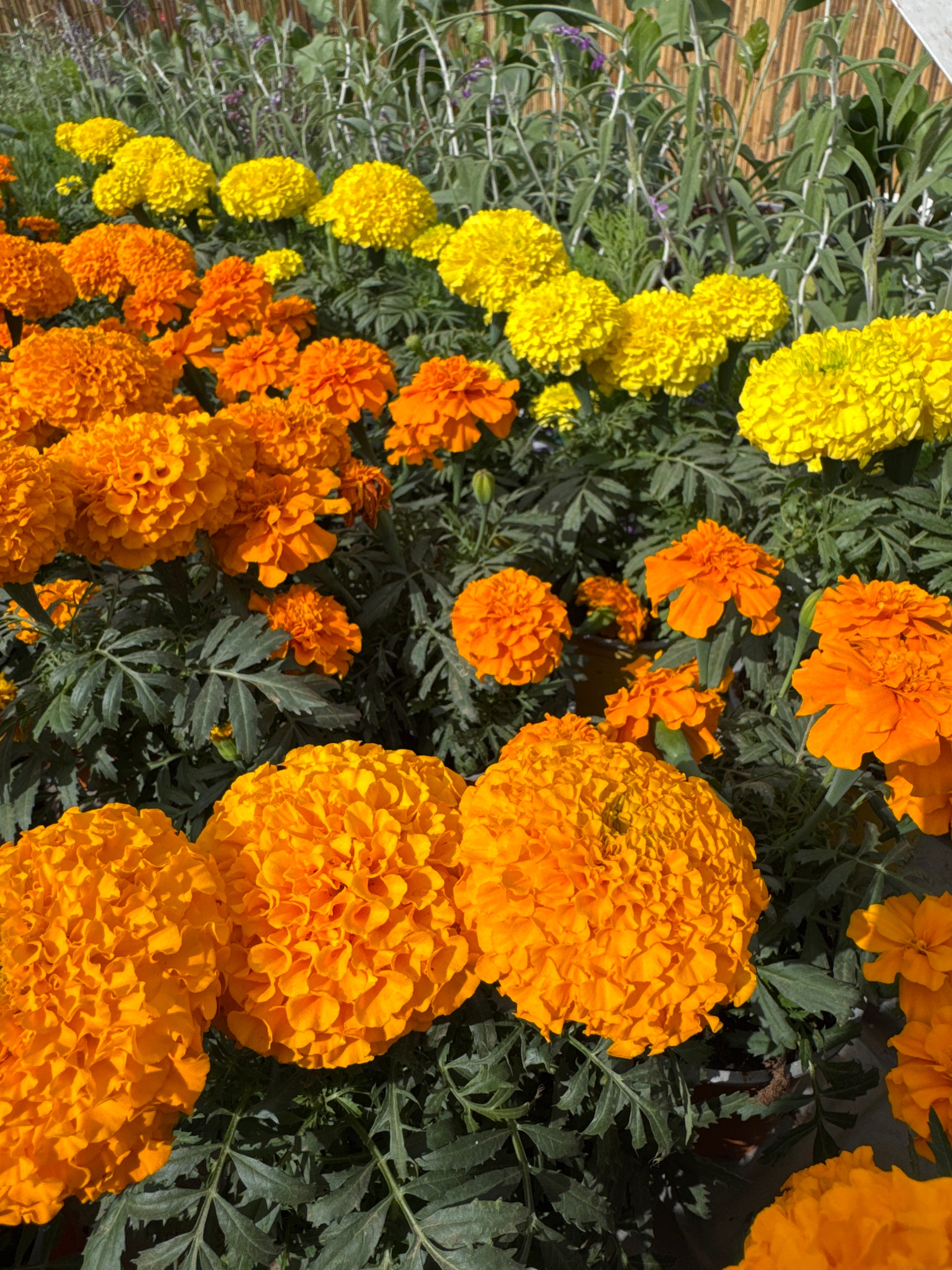 טגטס אמריקאי