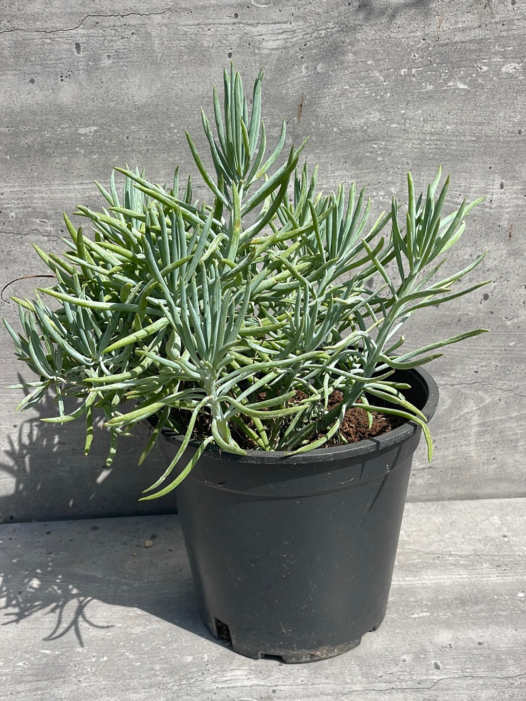 סקולנט בוגר בדלי