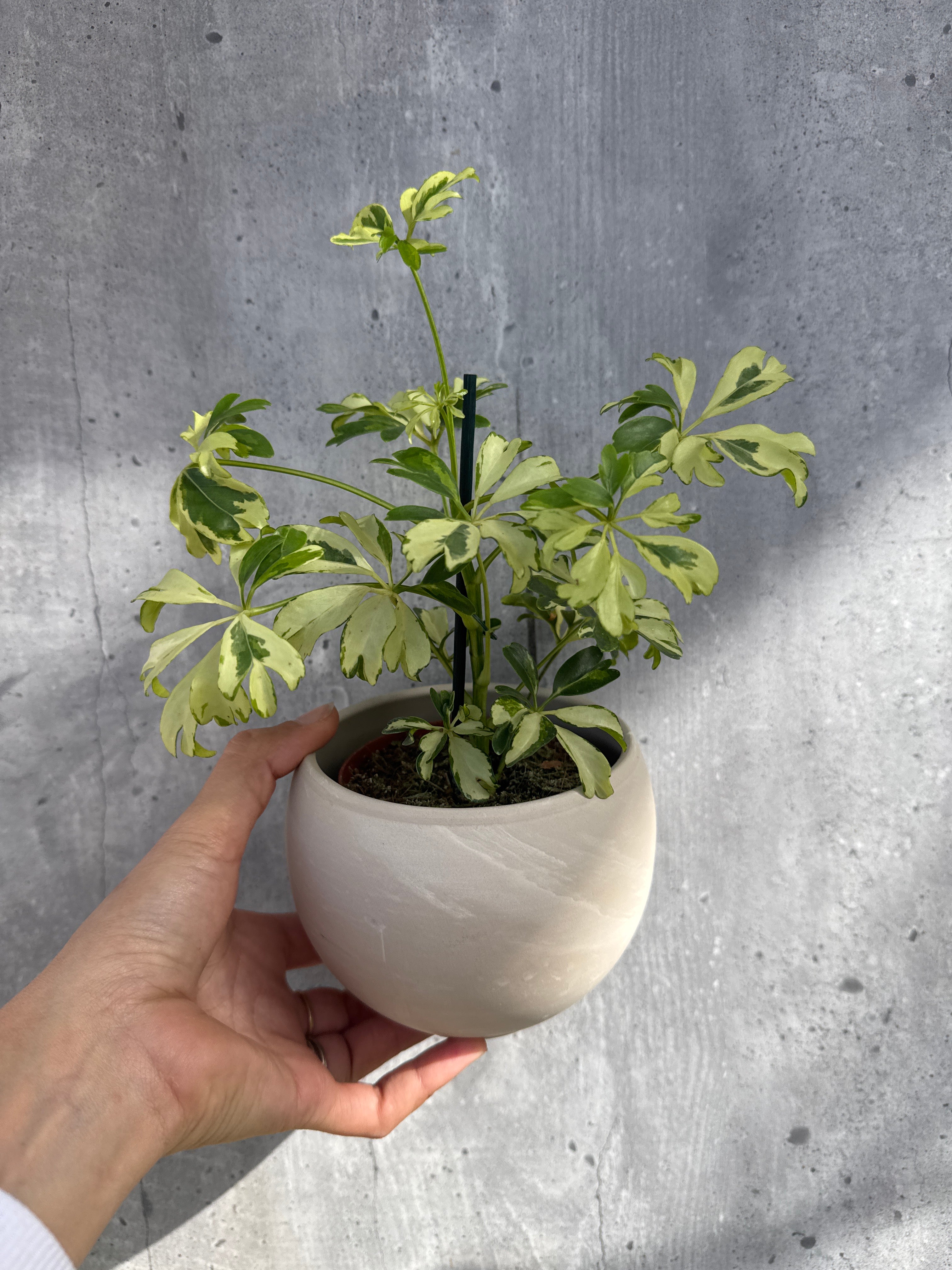 מארז צמחי בית מיוחדים