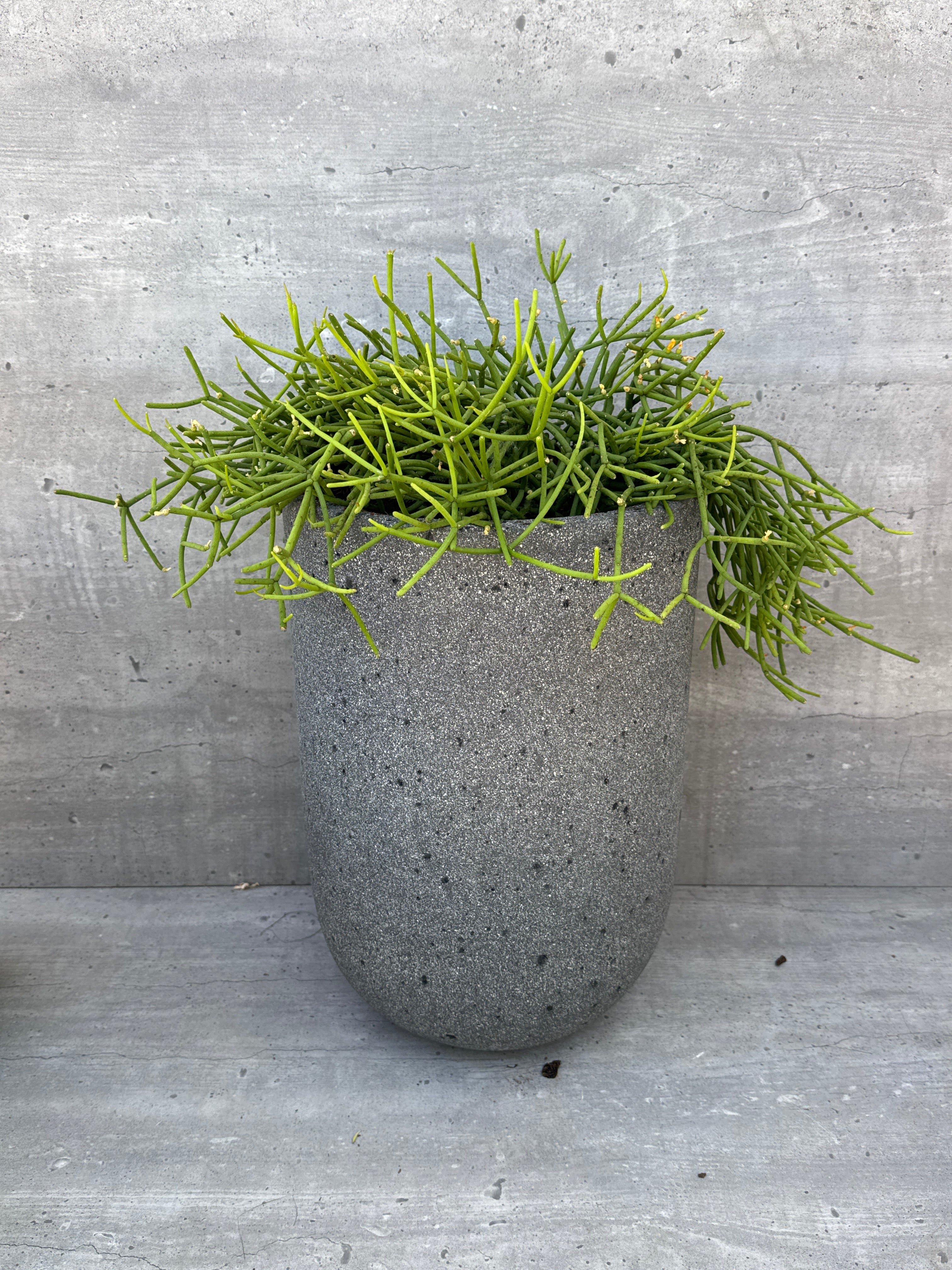 ריפסליס בכד אבן