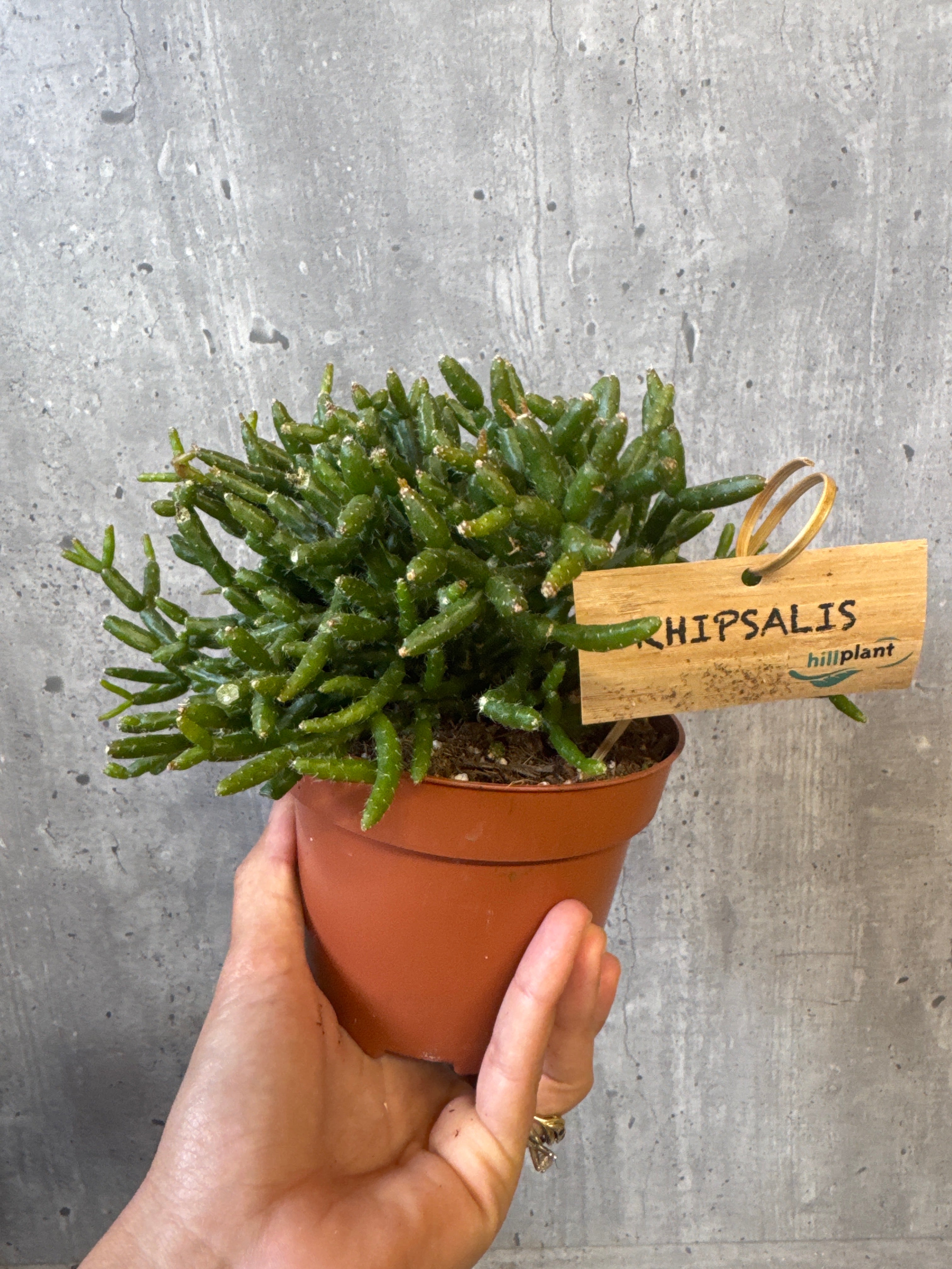 ריפסליס בורצ׳לי