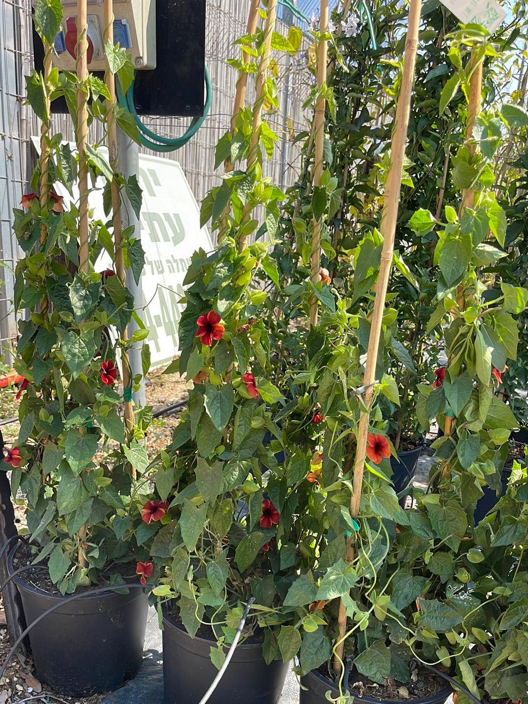 תונברגיה סוזי שחורת עין