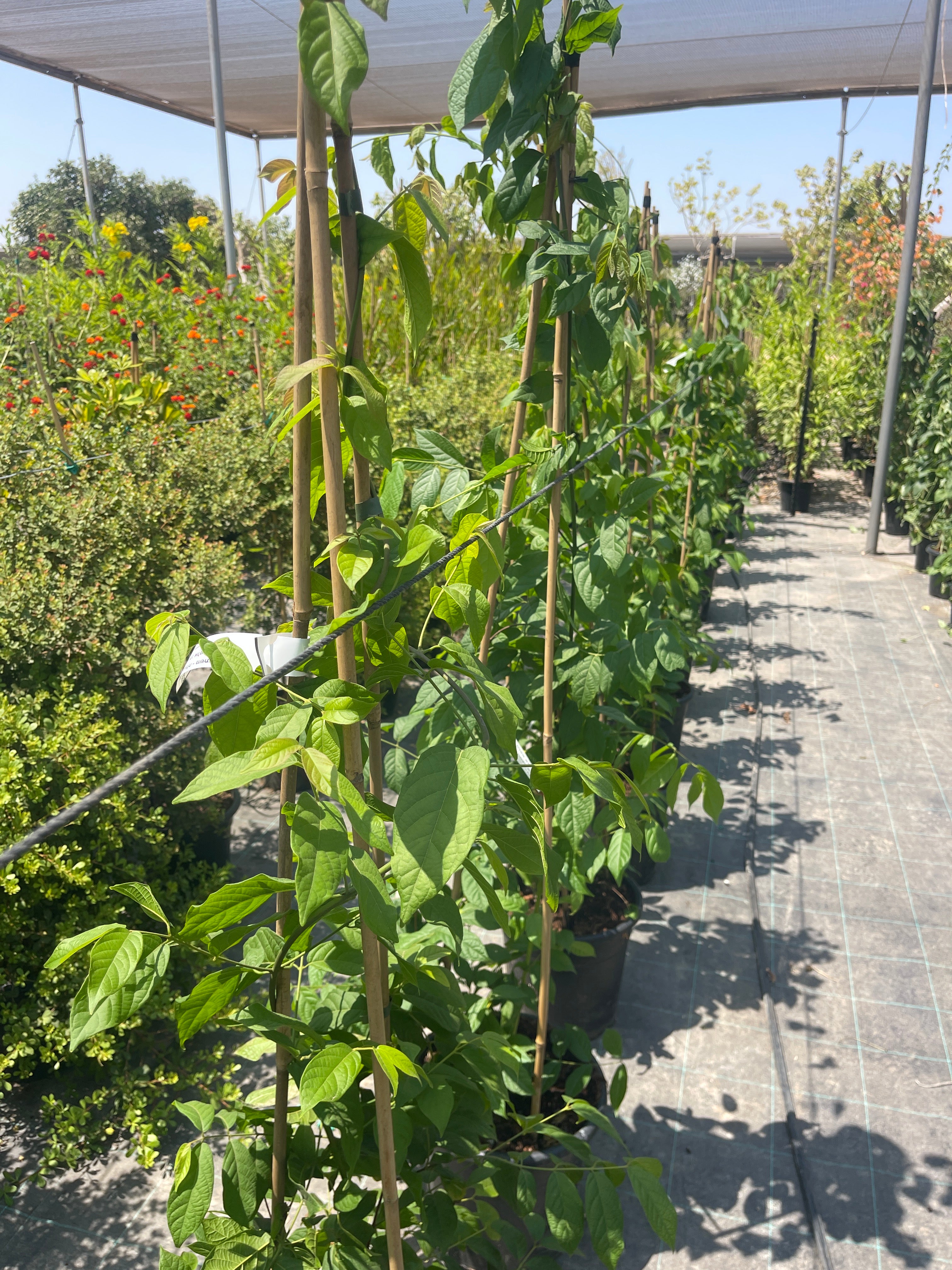 אלמון הודי
