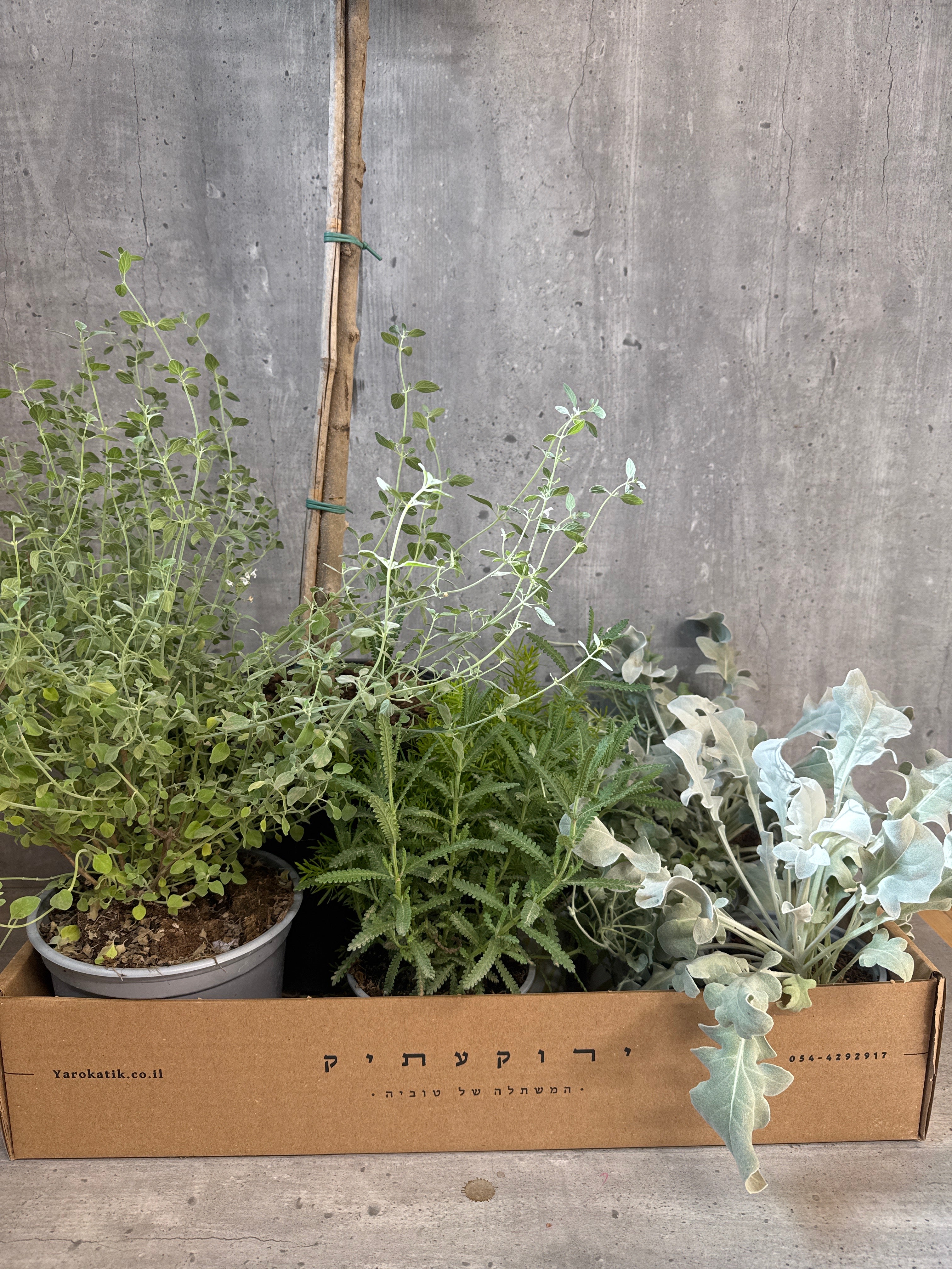 מארז צמחים למרפסת שמשית