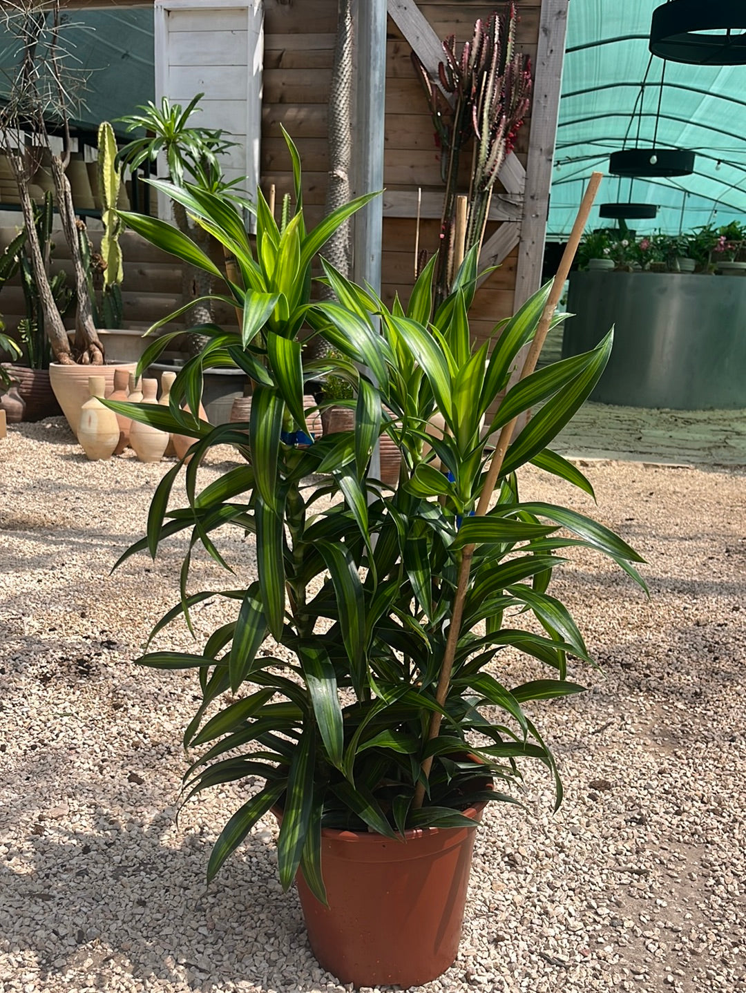 דרצנה ג׳מייקה