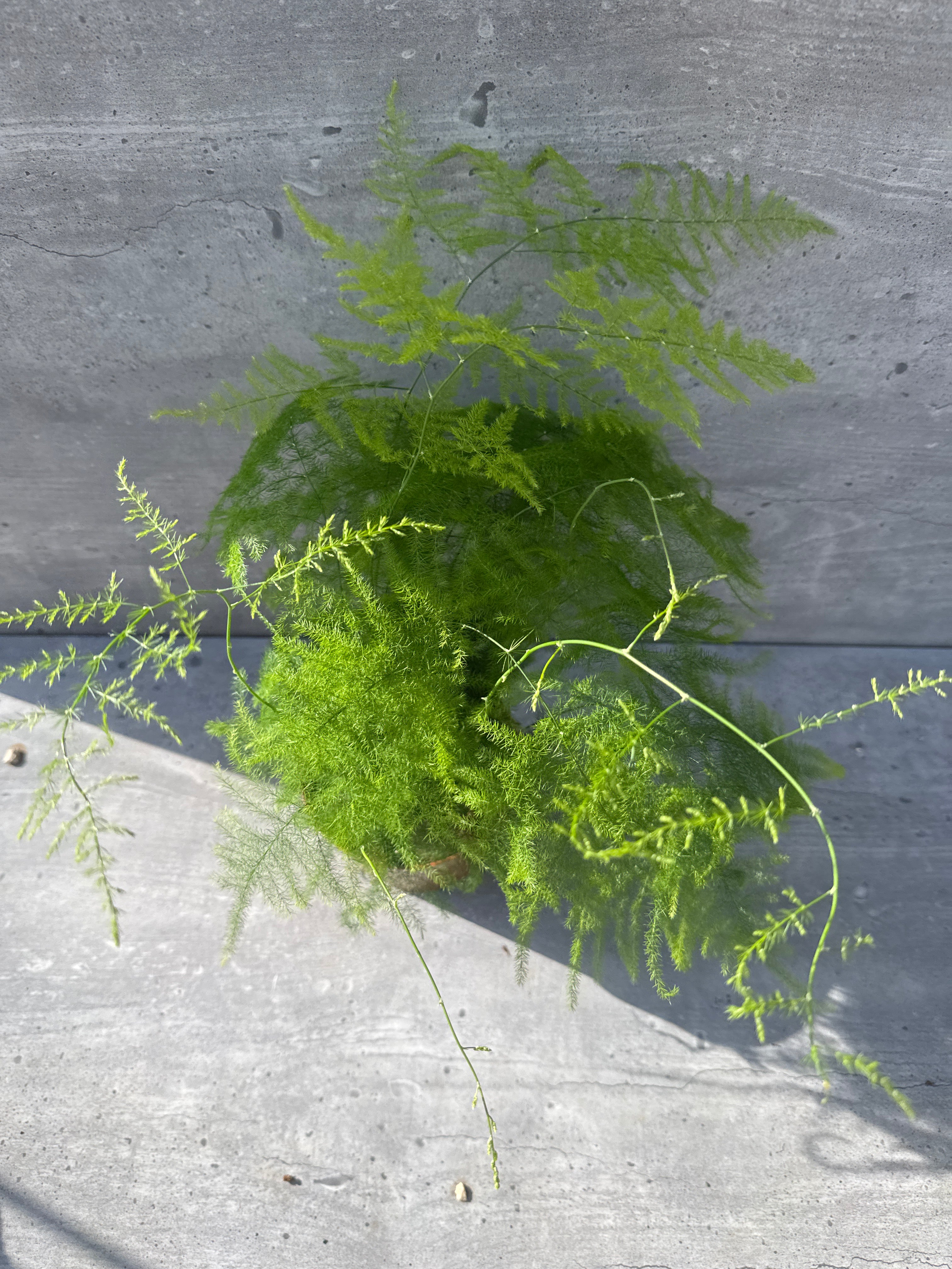 אספרגוס מנוצה