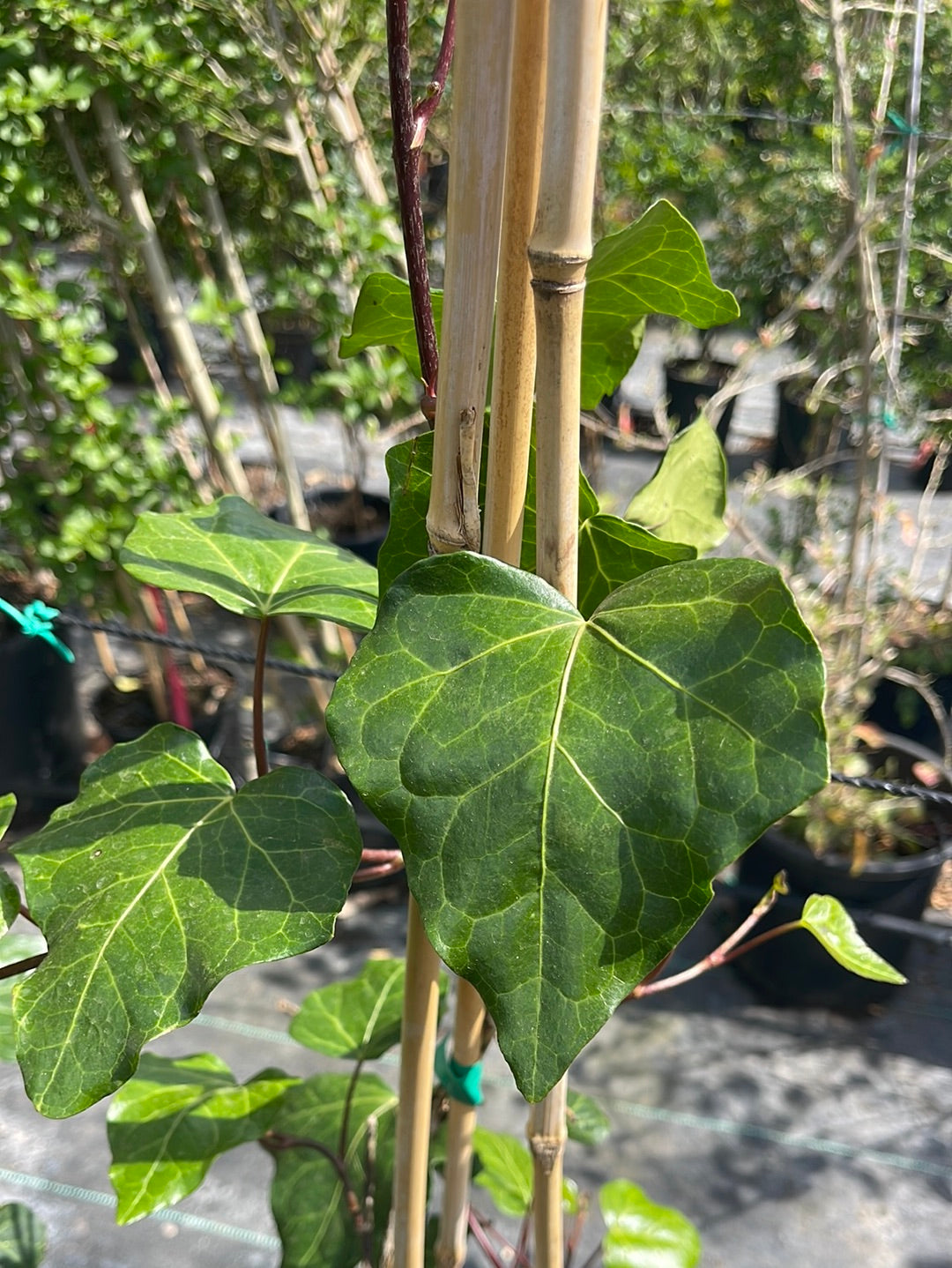 קיסוס עלה רחב בדלי