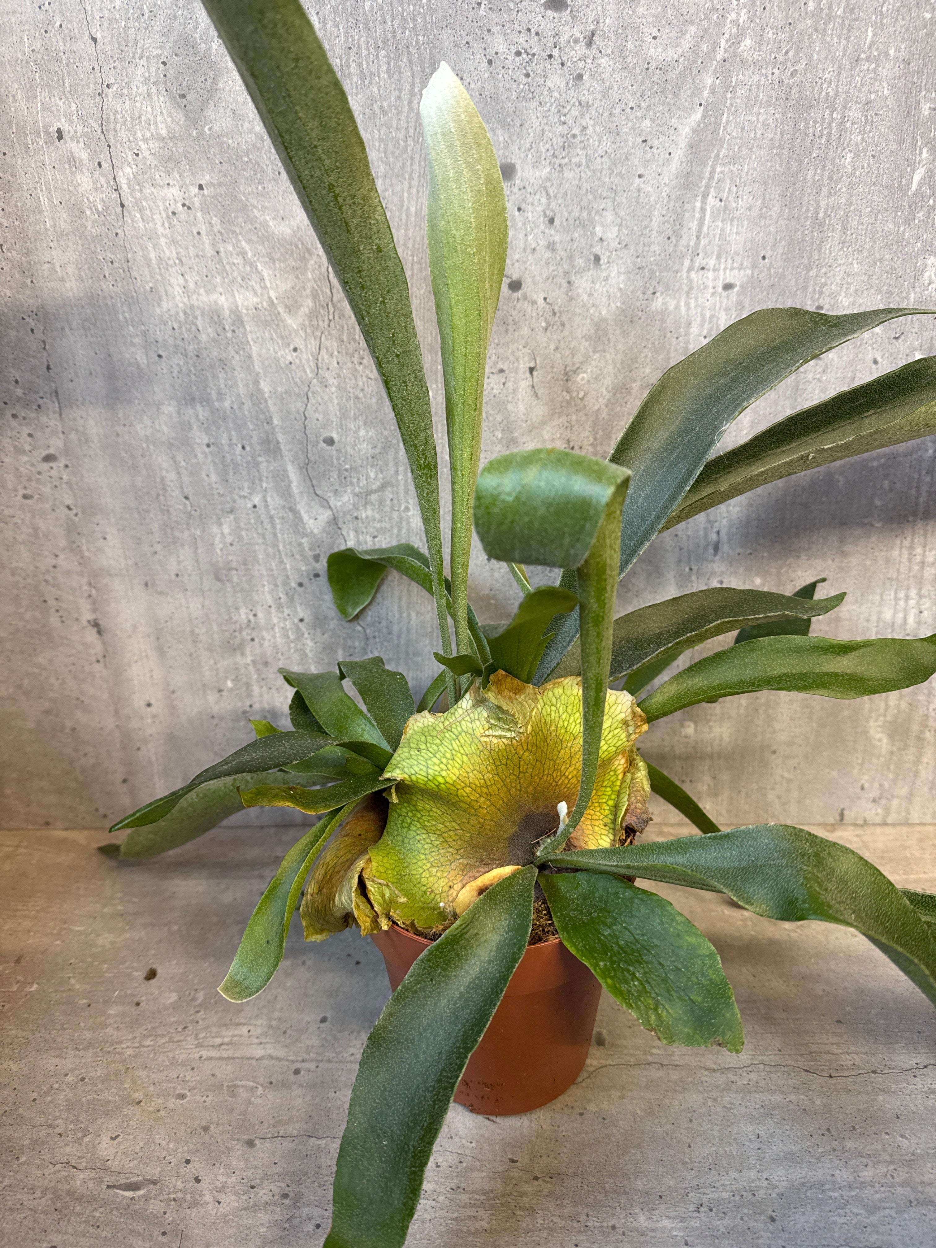 שרך קרן אייל