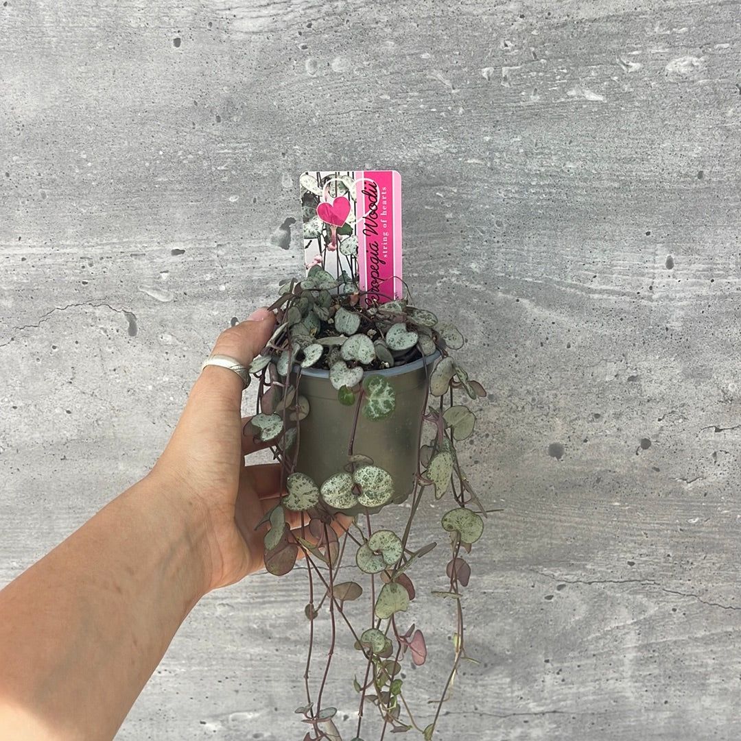 שעוונית זוחלת