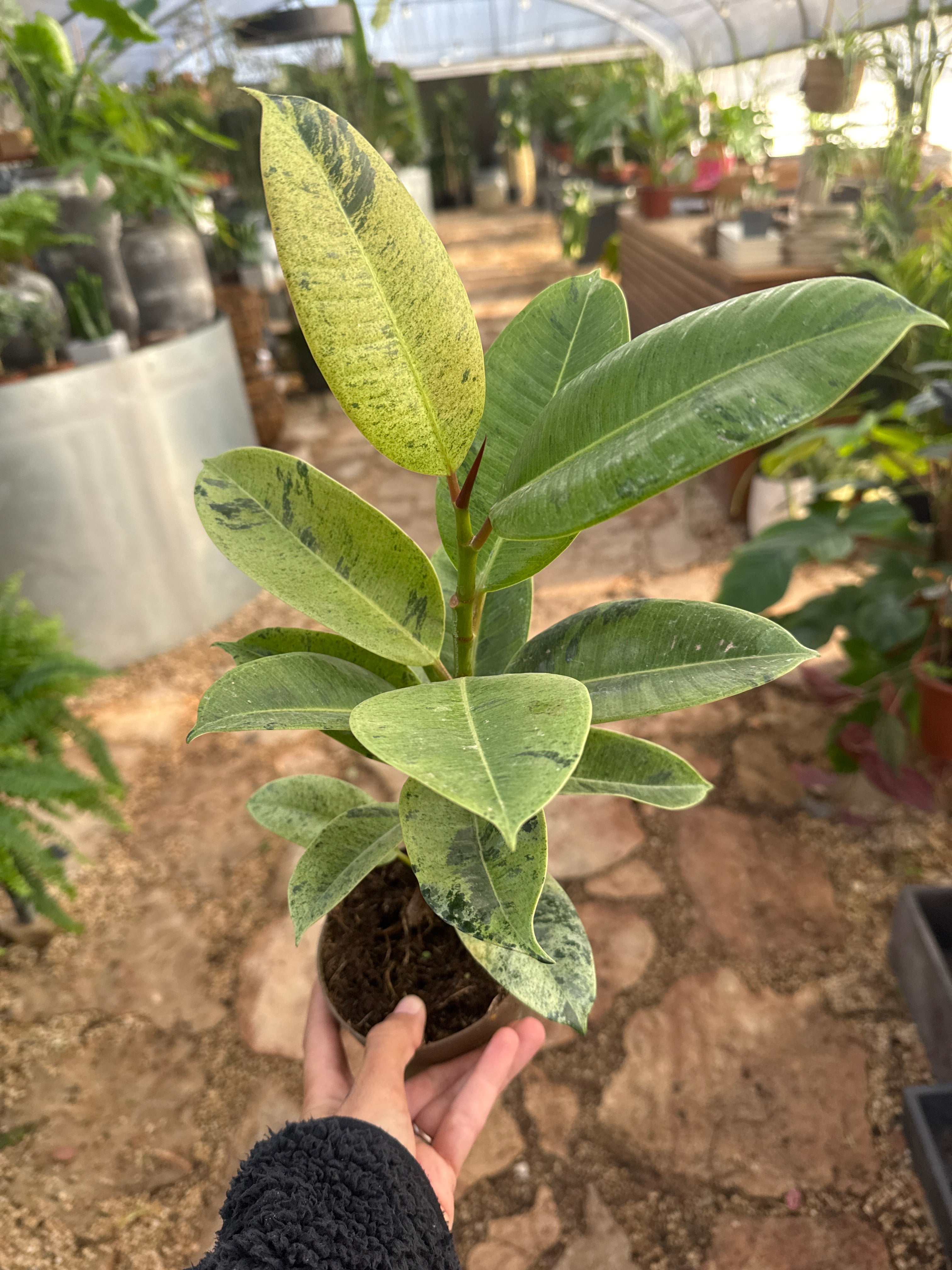 פיקוס שיווריאנה