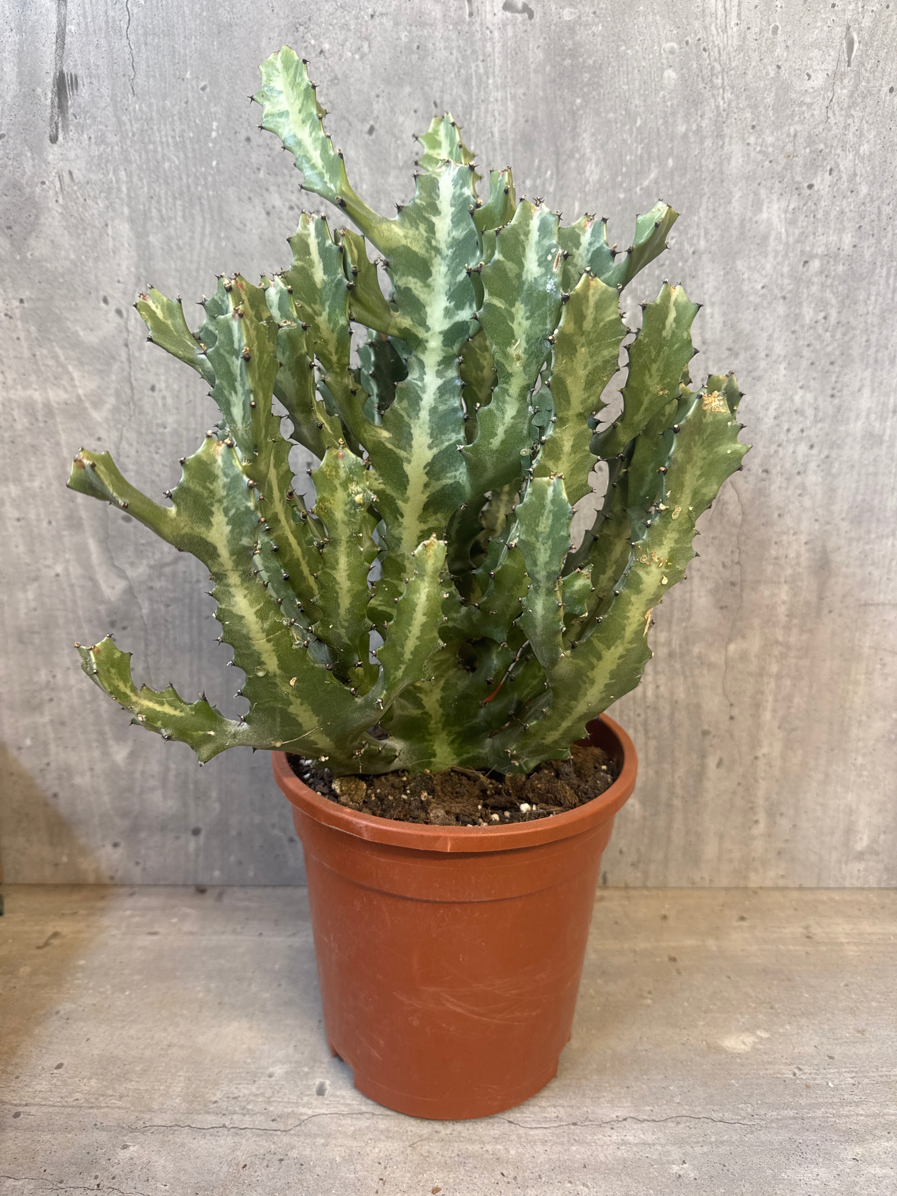 חלבלוב לקתיאה