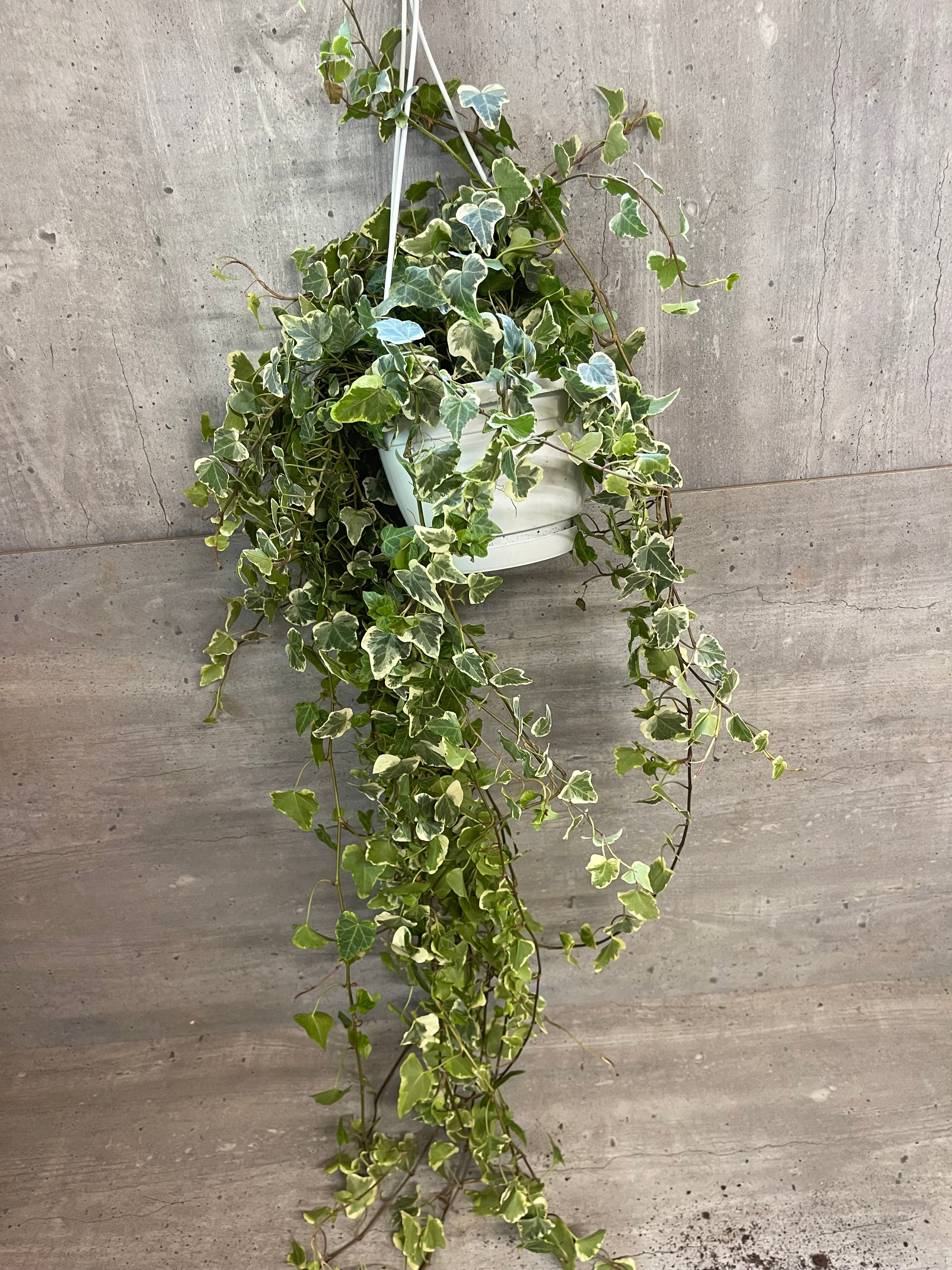 קיסוס מגוון