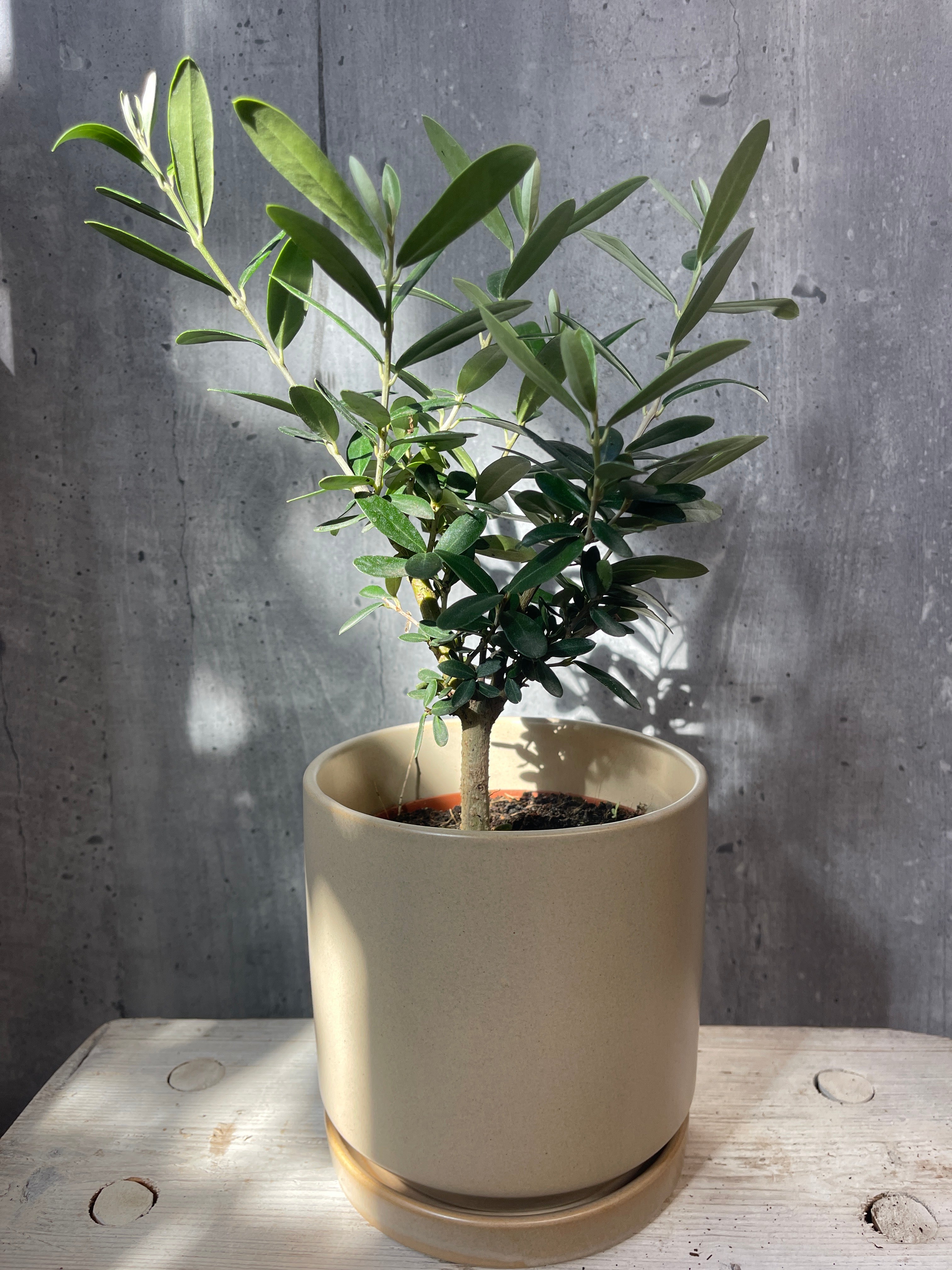 זית בונסאי בכלי קרמיקה