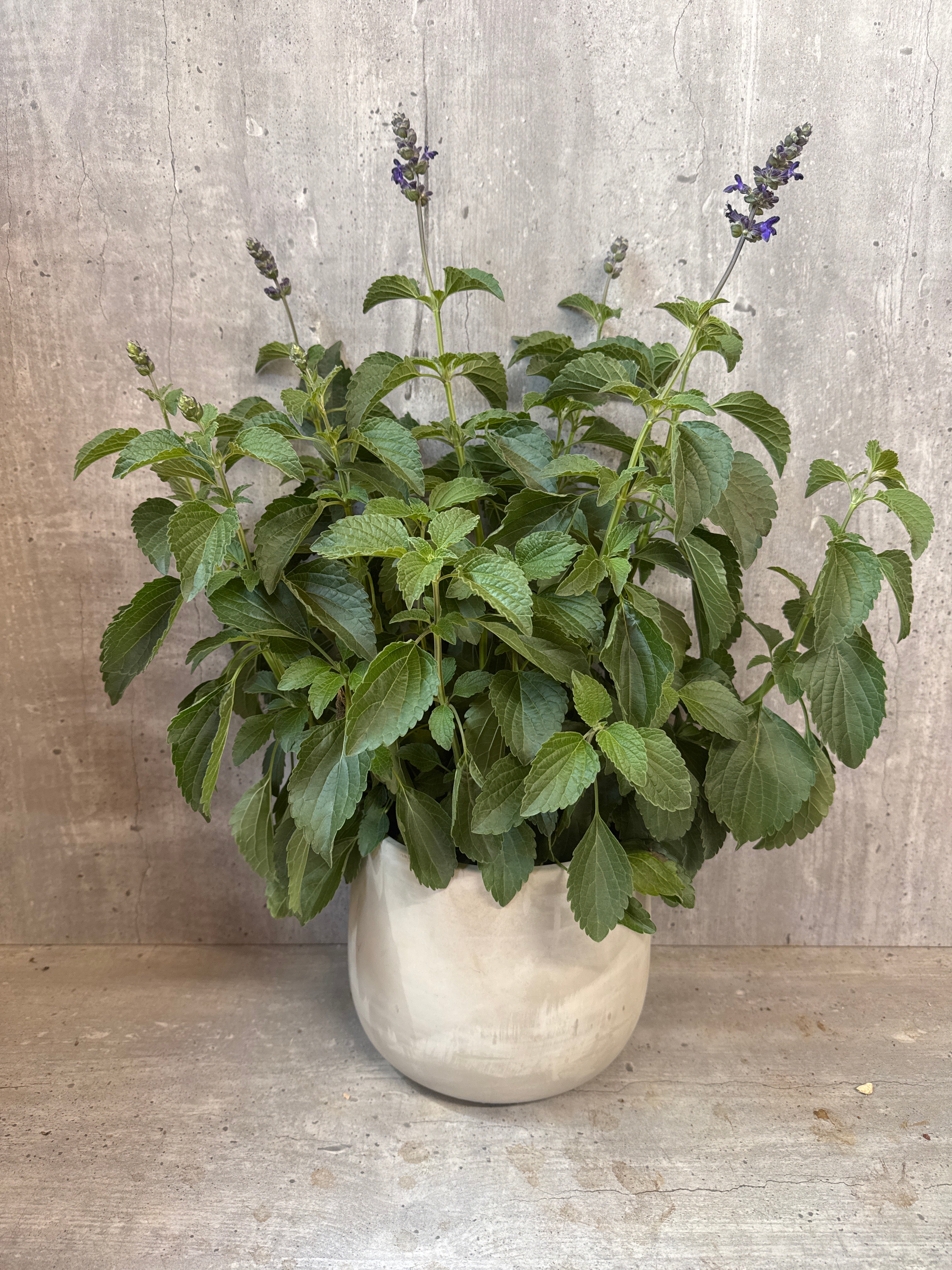 Indigo Bloom